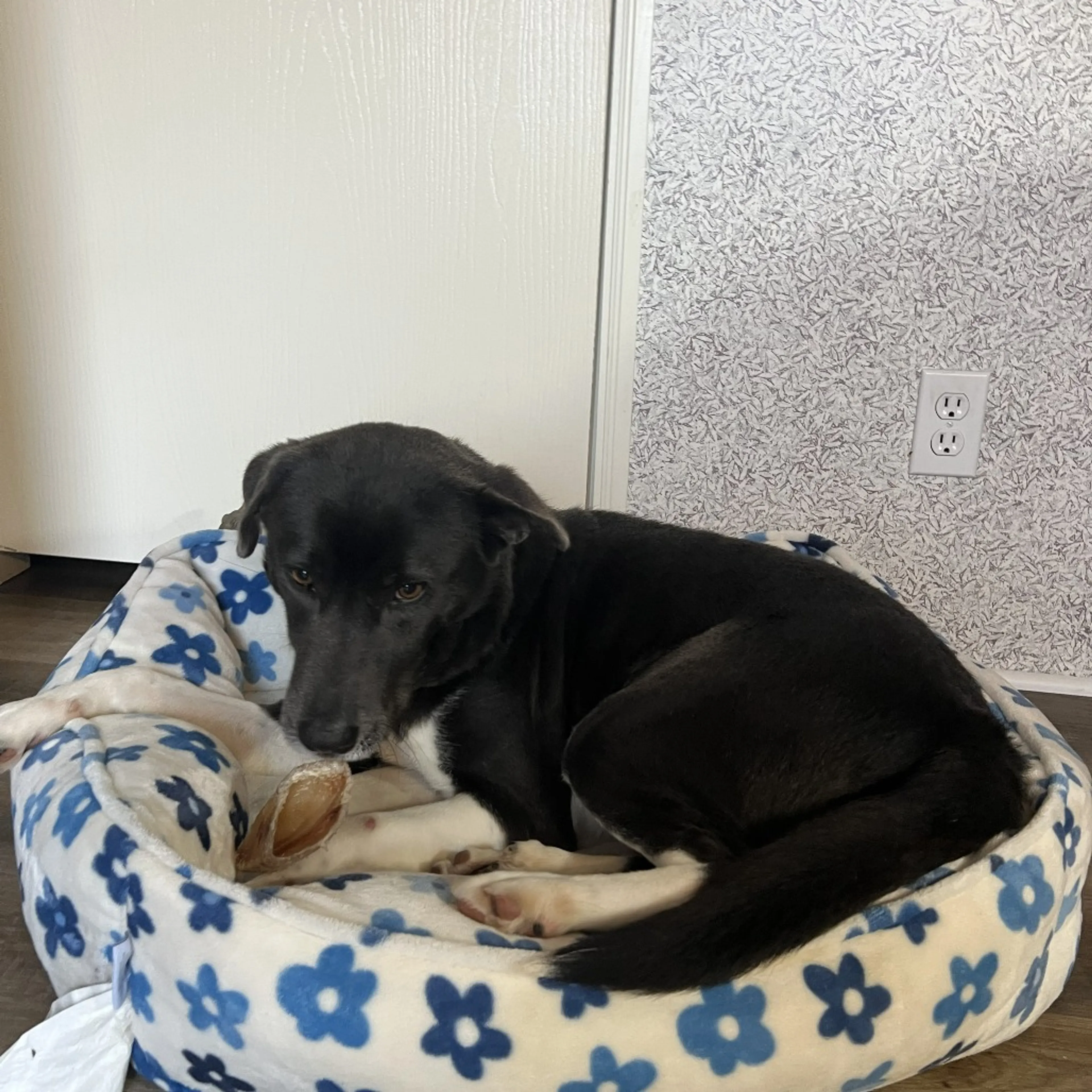 Found pet-2