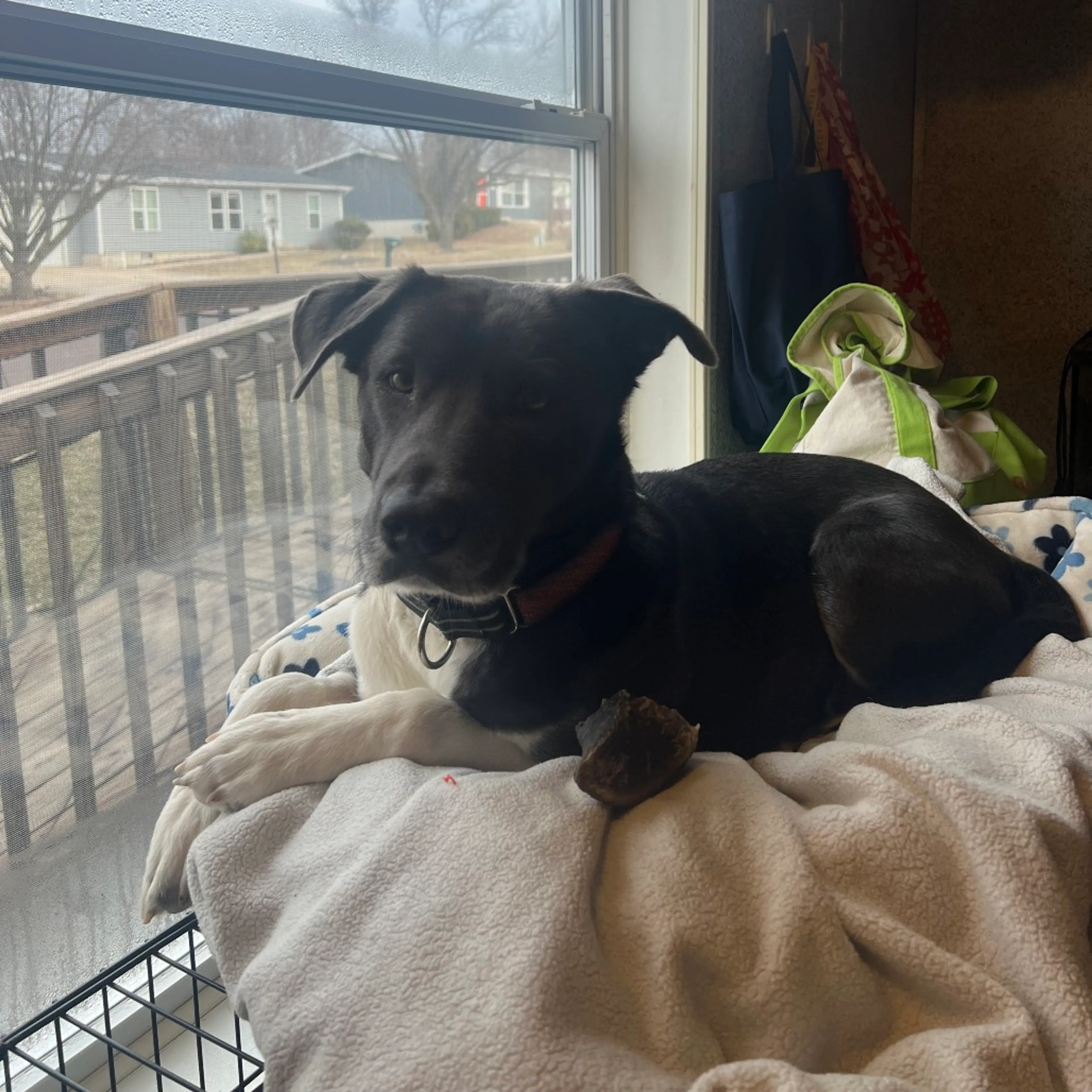 Found pet-3
