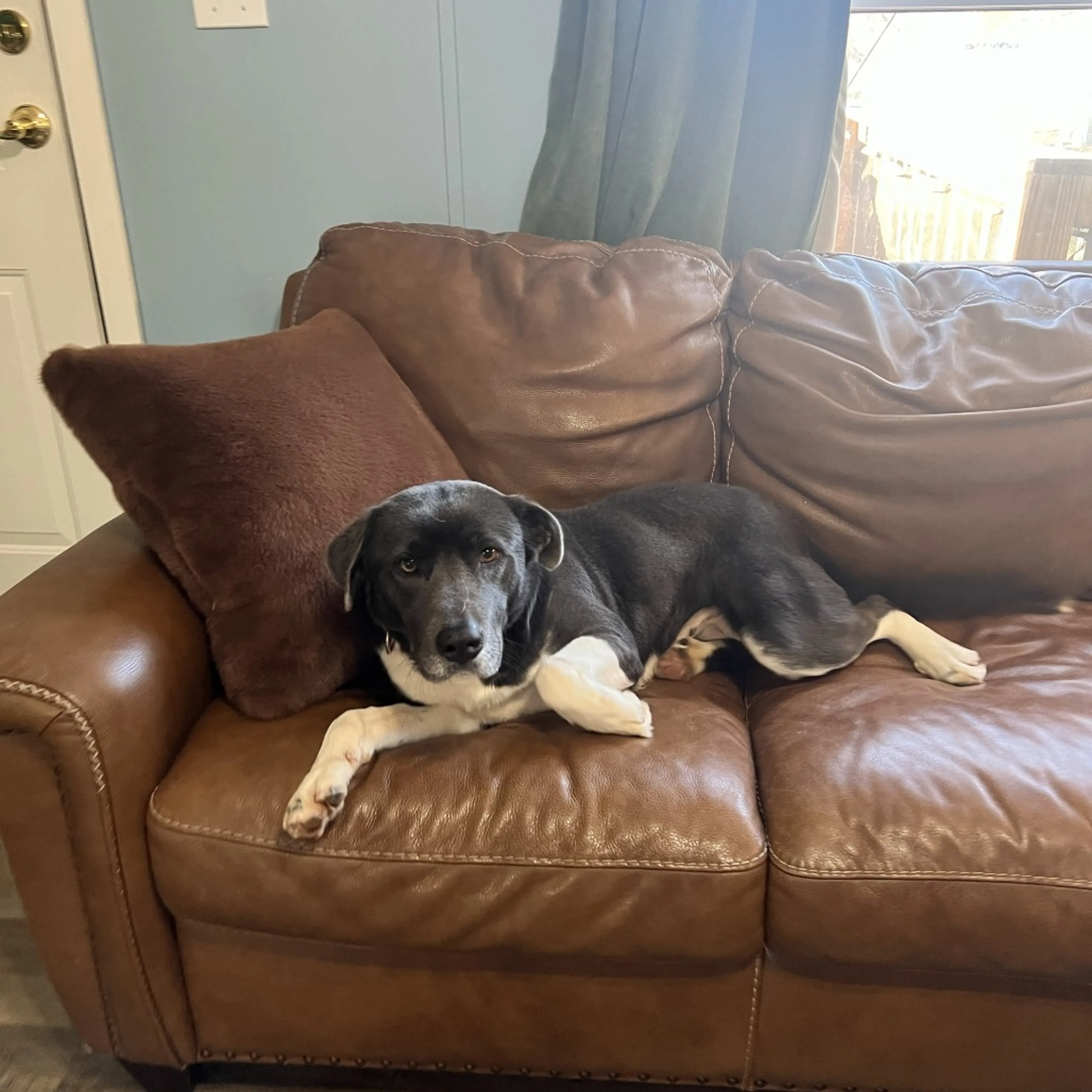 Found pet-1