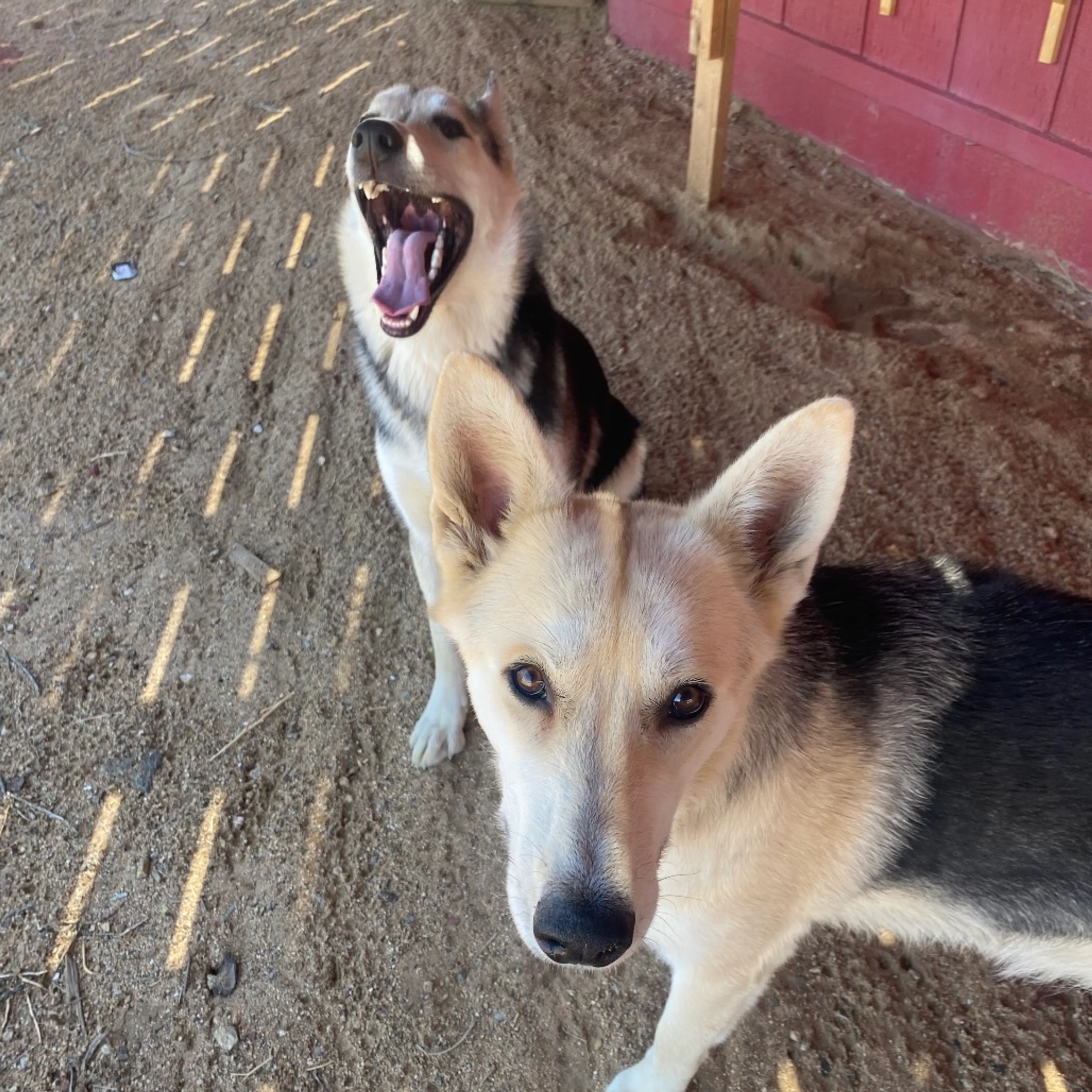 cdn image
