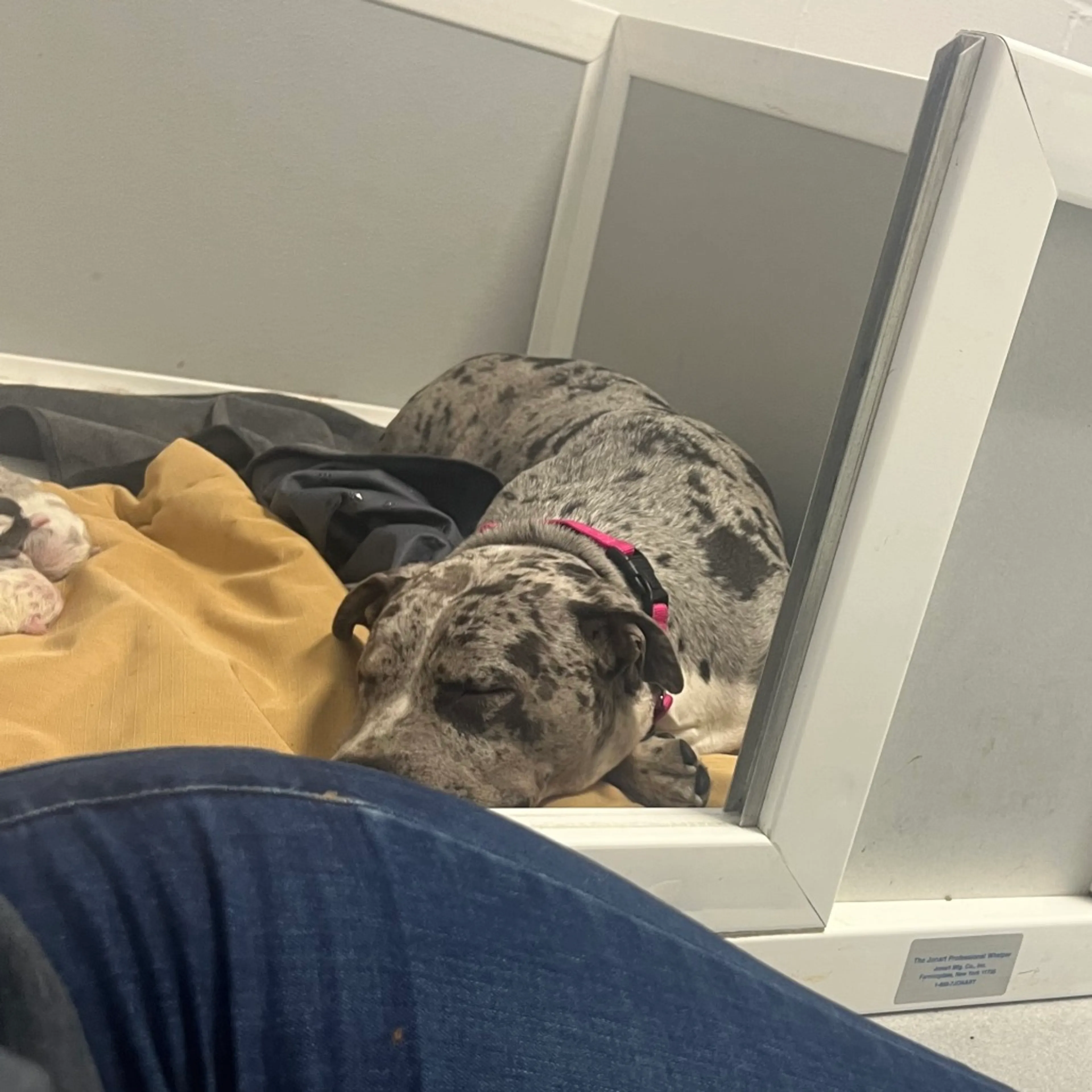 Found pet-22
