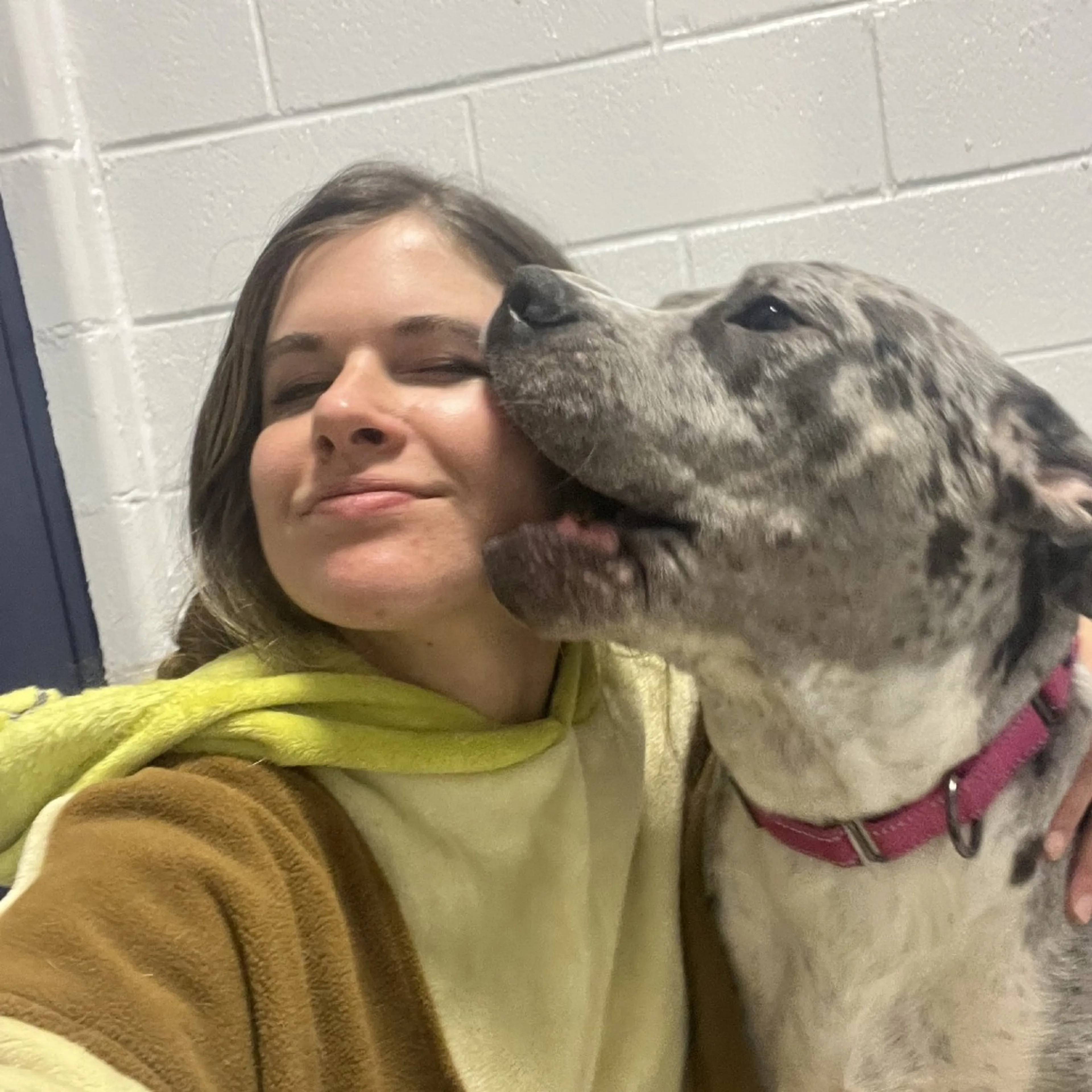 Found pet-51