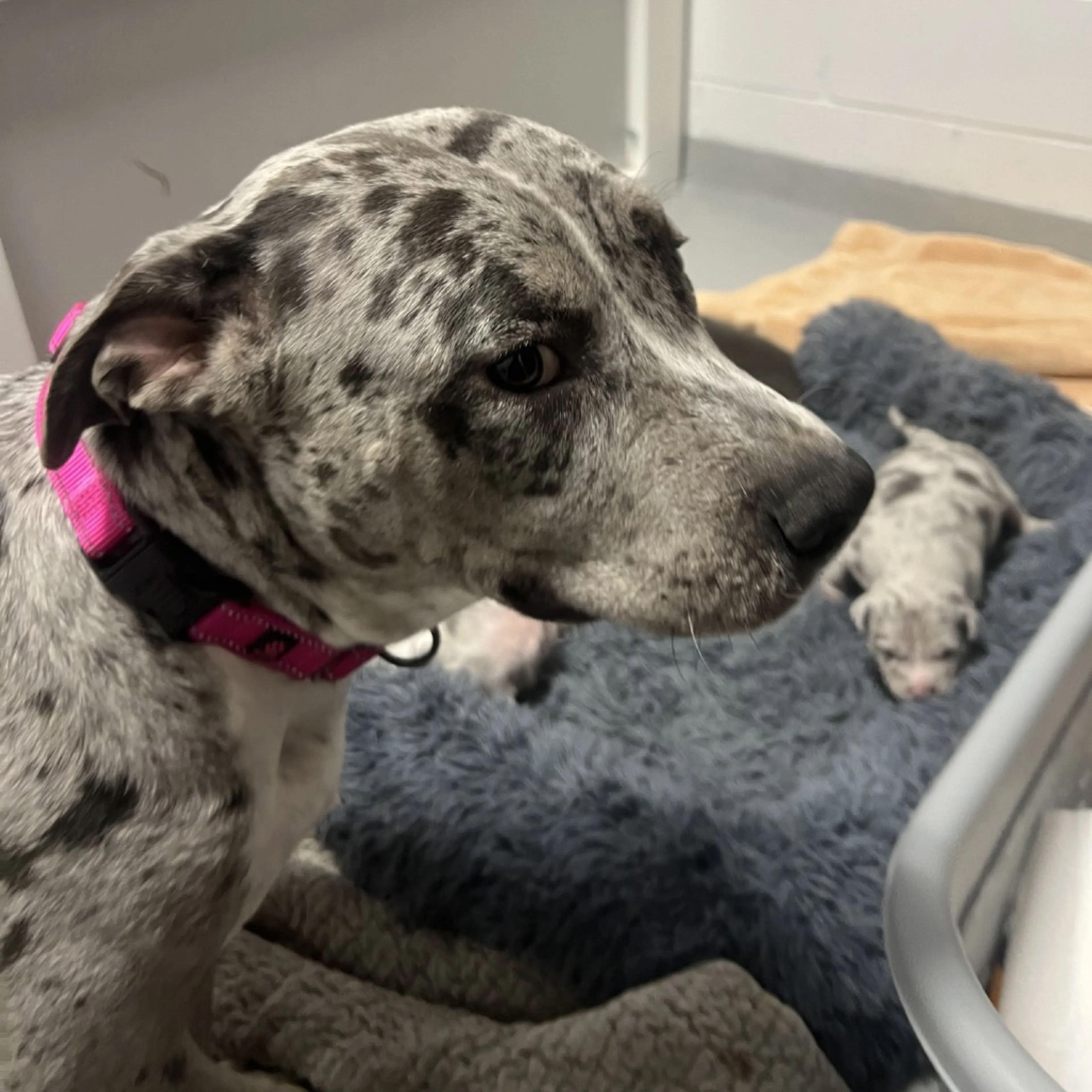 Found pet-49