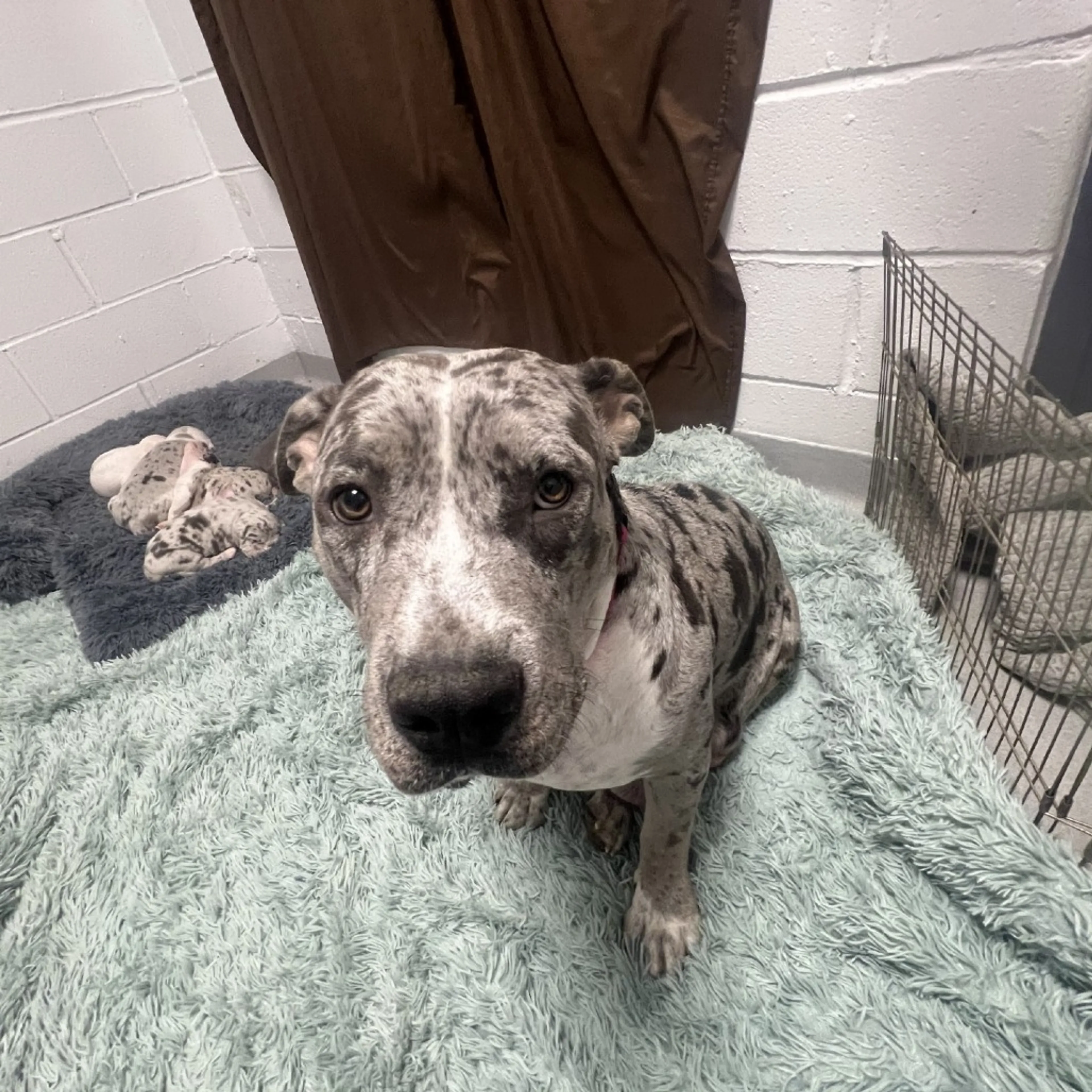 Found pet-48