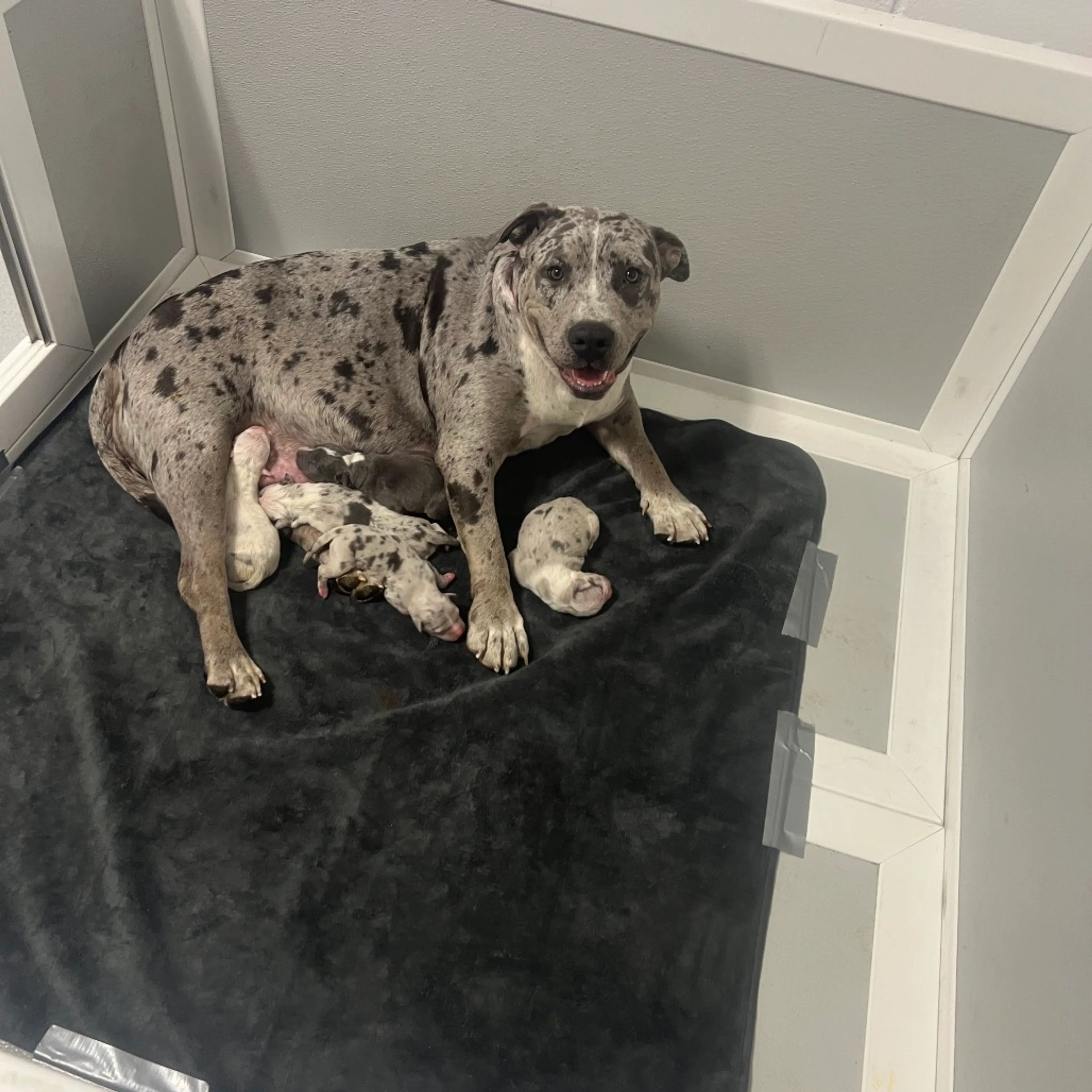 Found pet-21