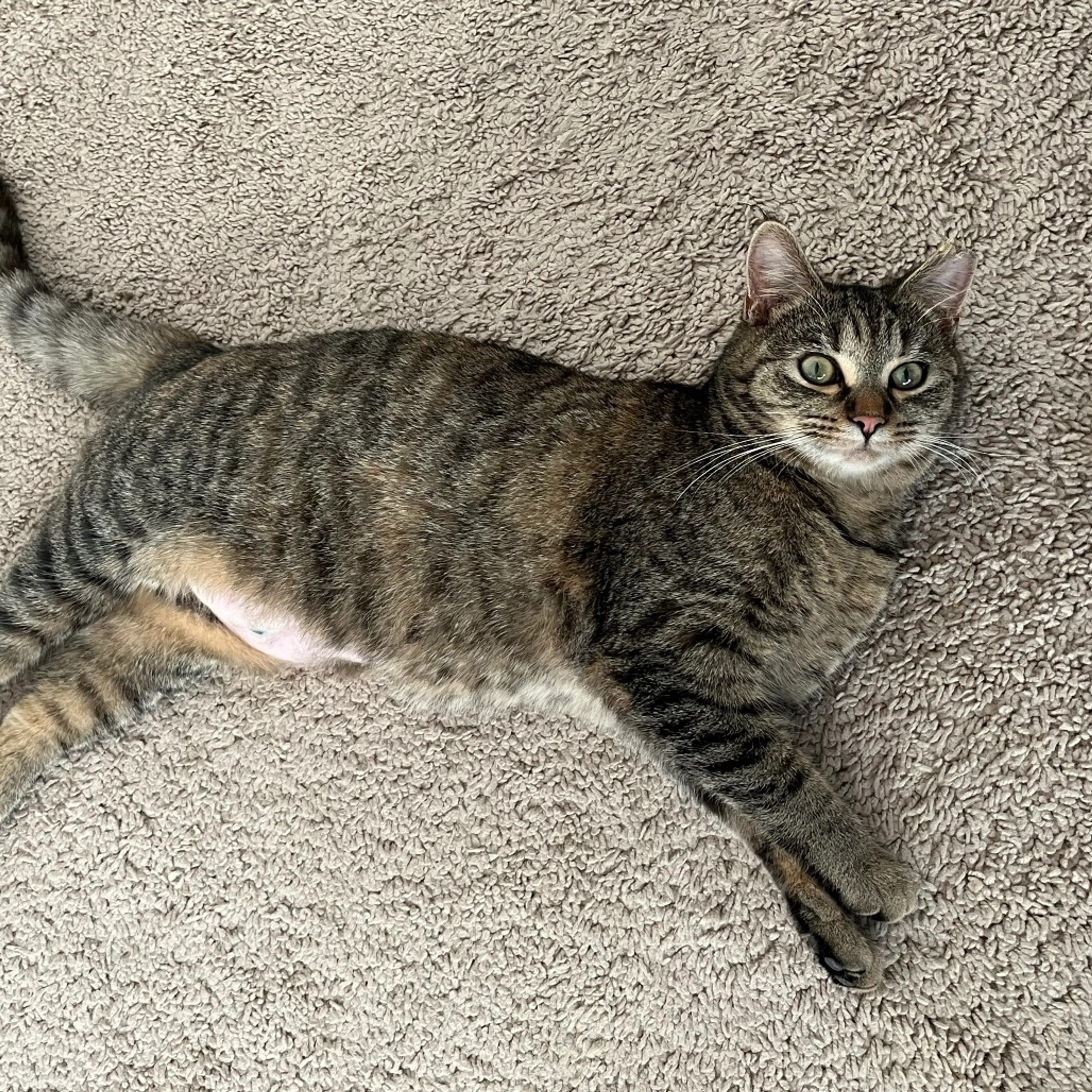 Found pet-6