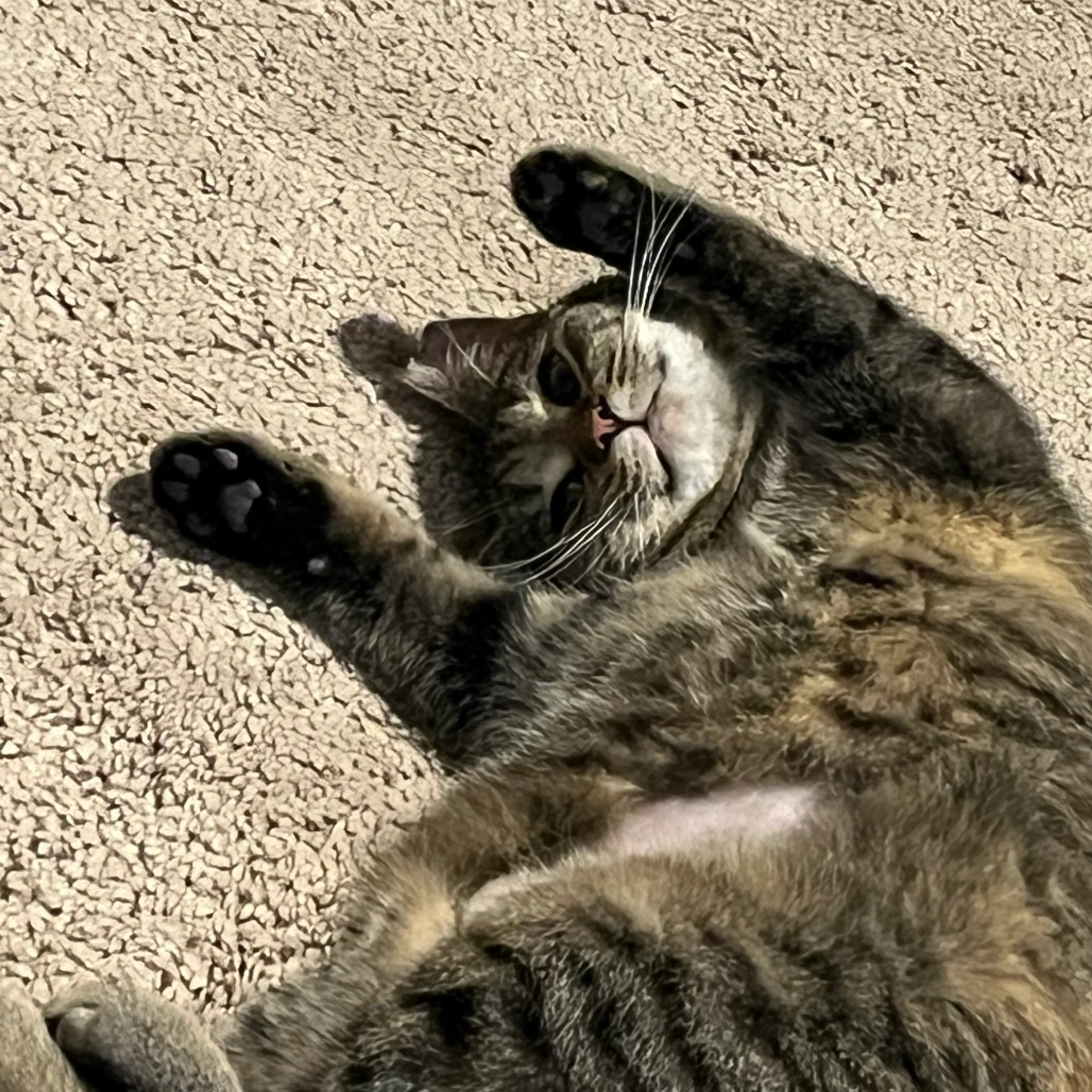Found pet-7
