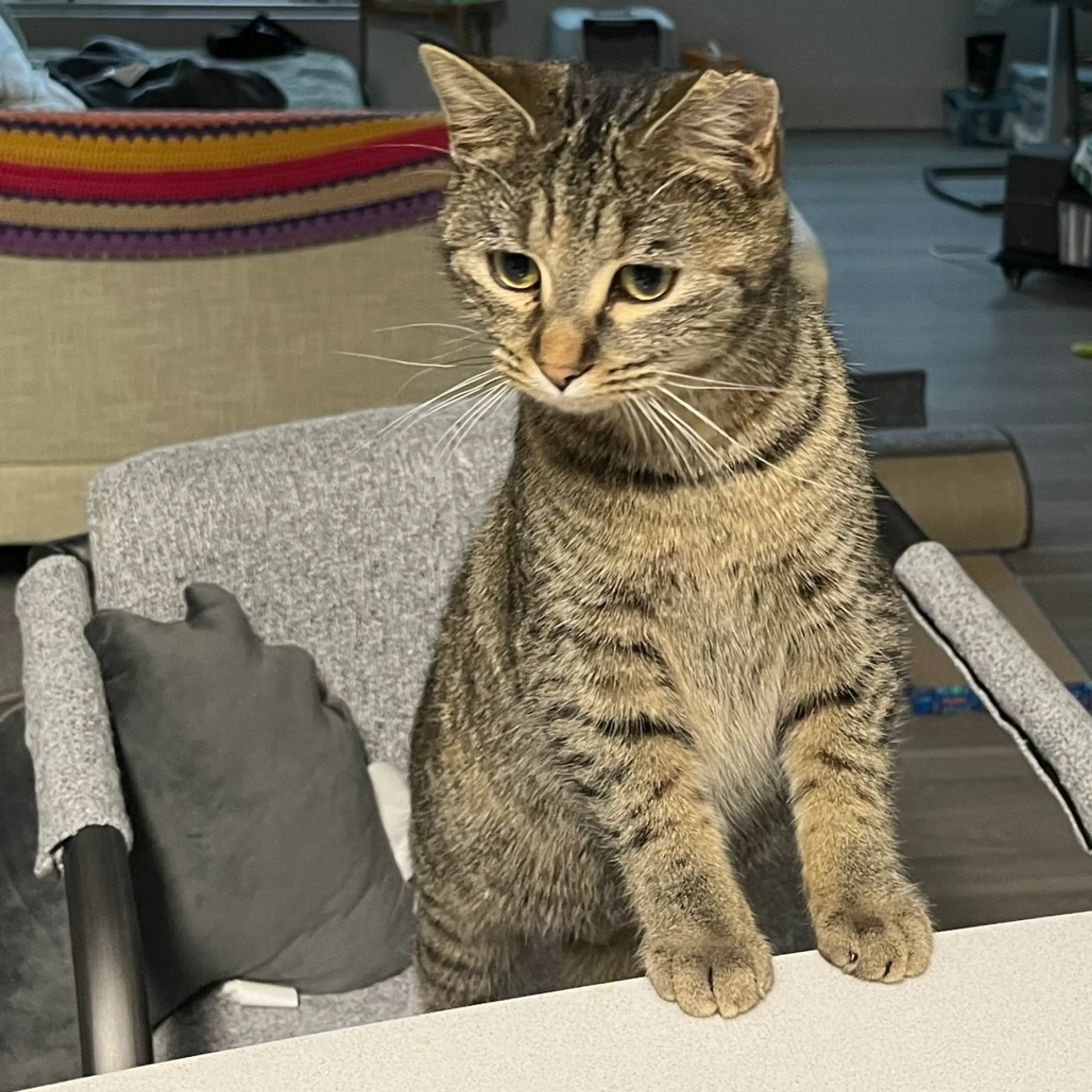 Found pet-0