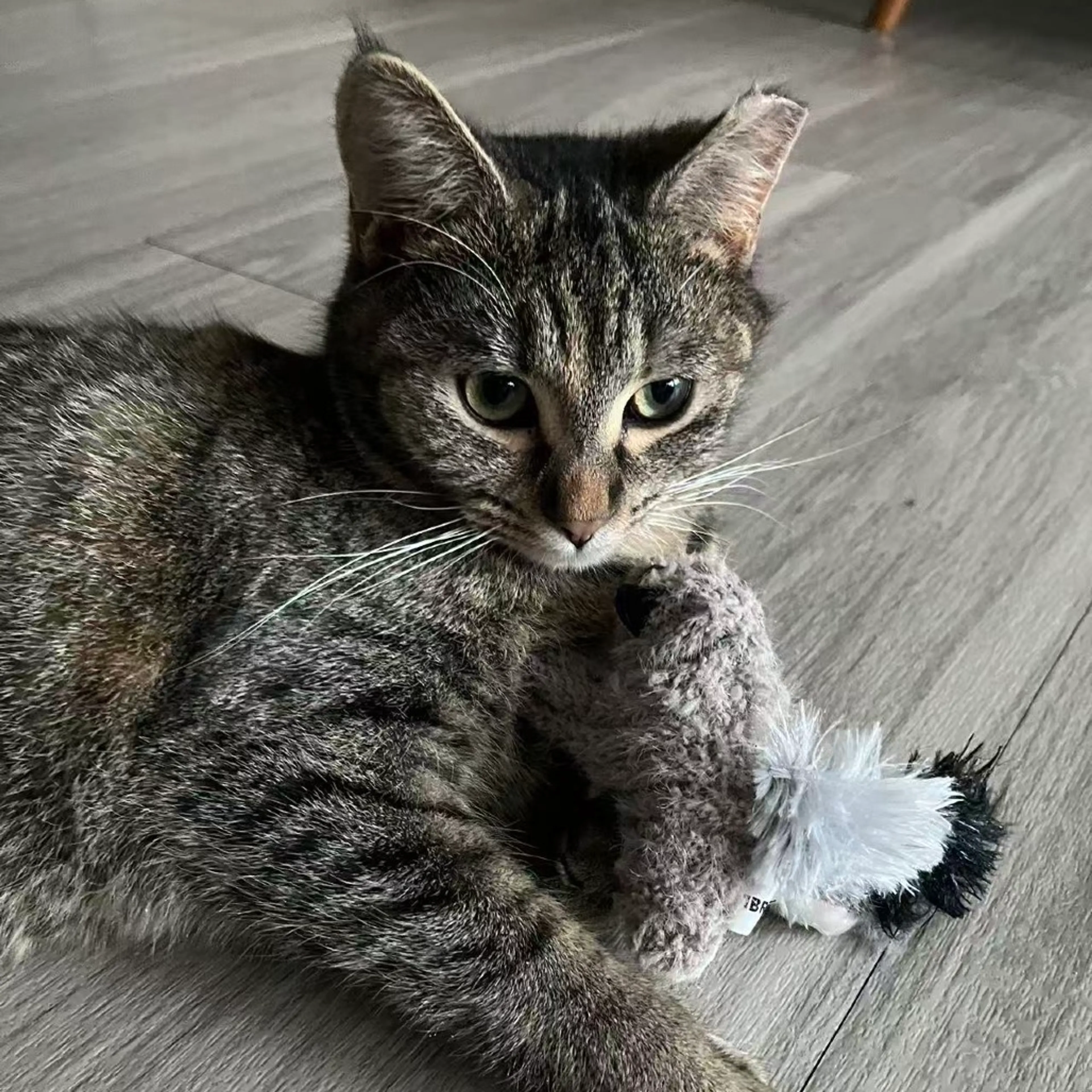 Found pet-3