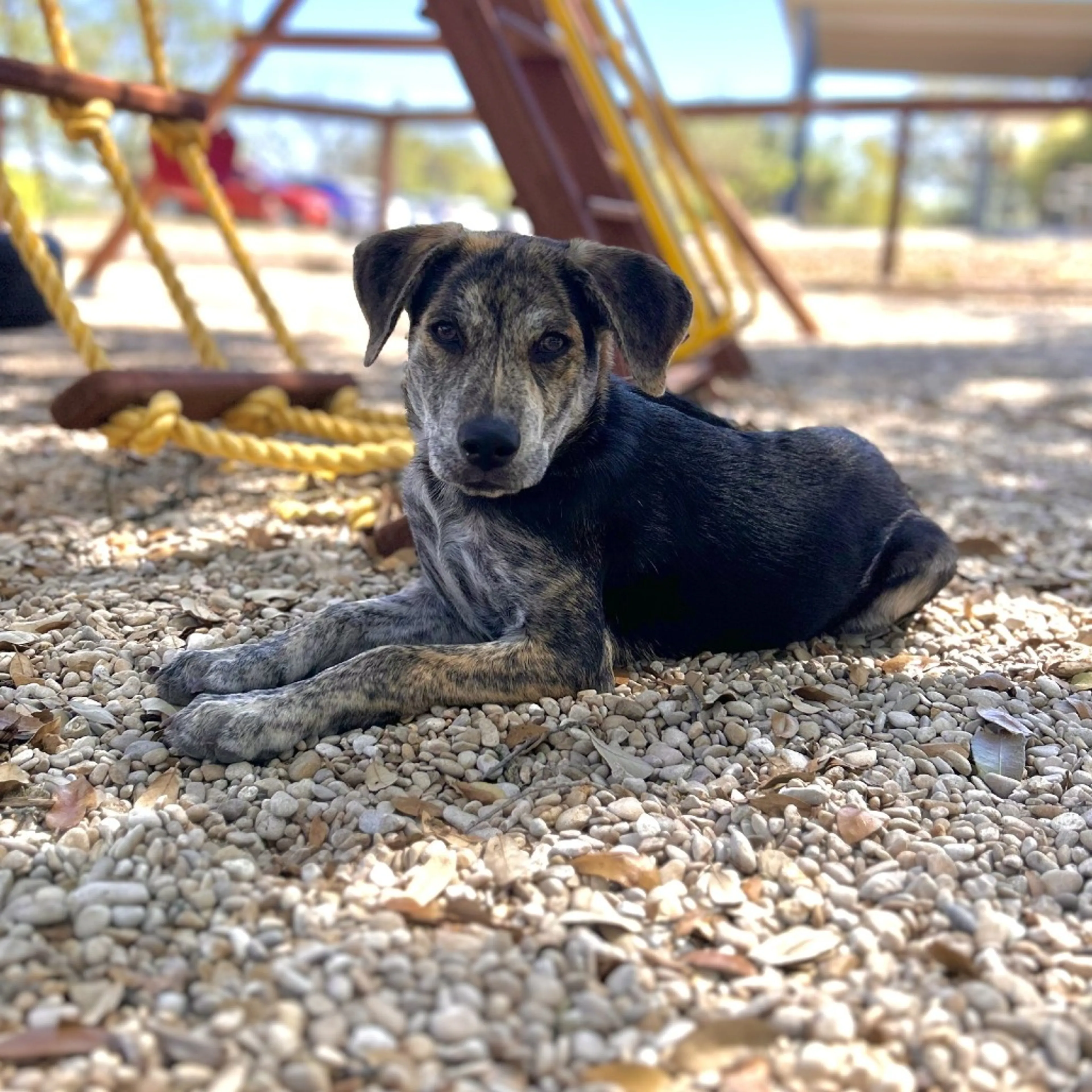 Found pet-0