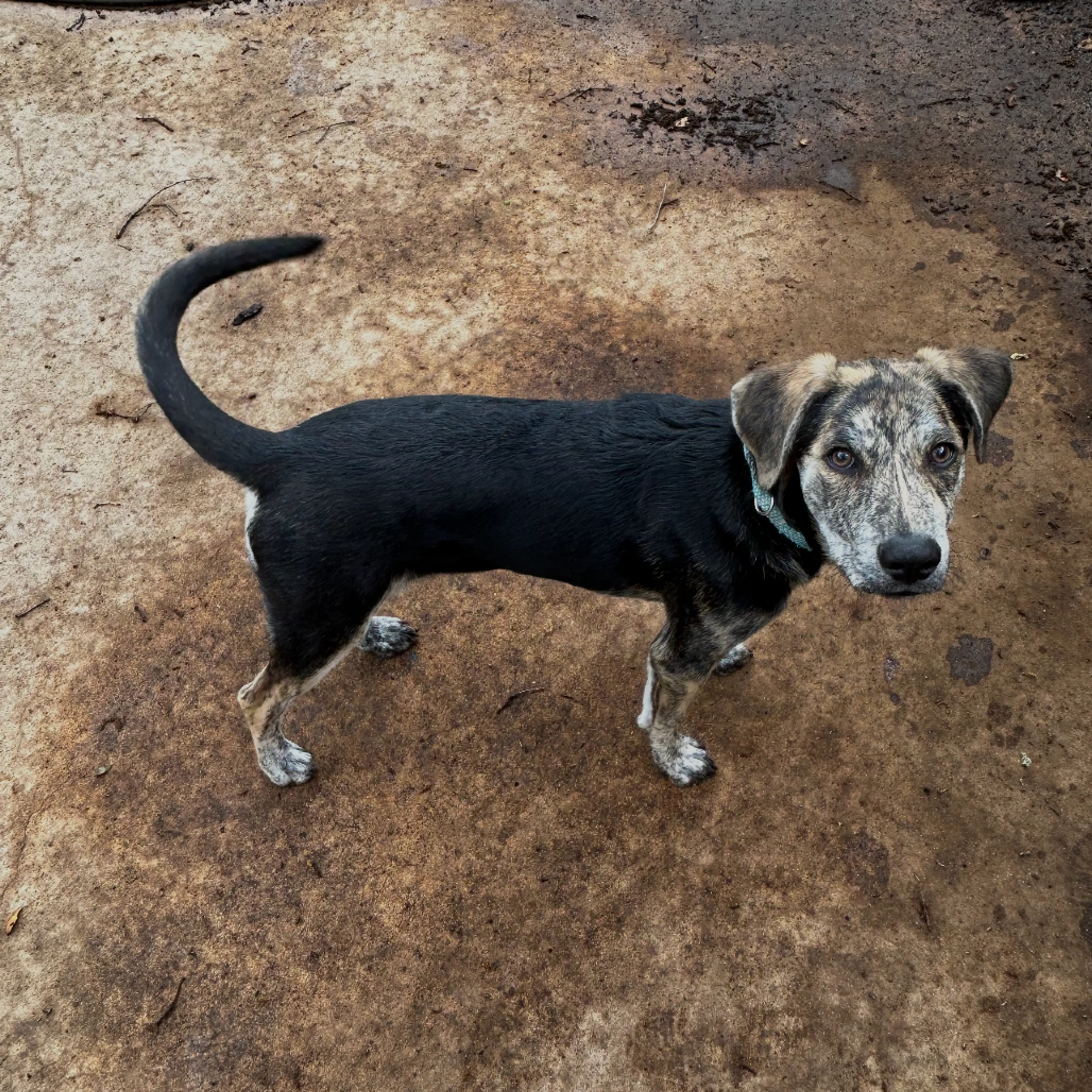 Found pet-7