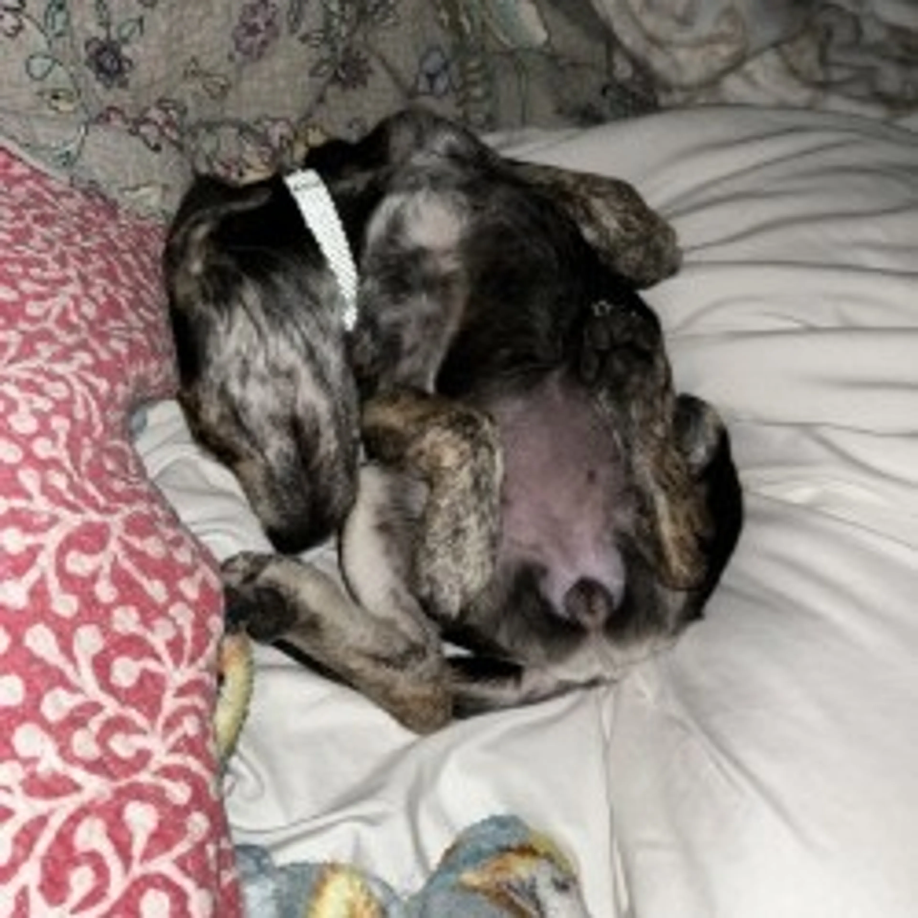 Found pet-6