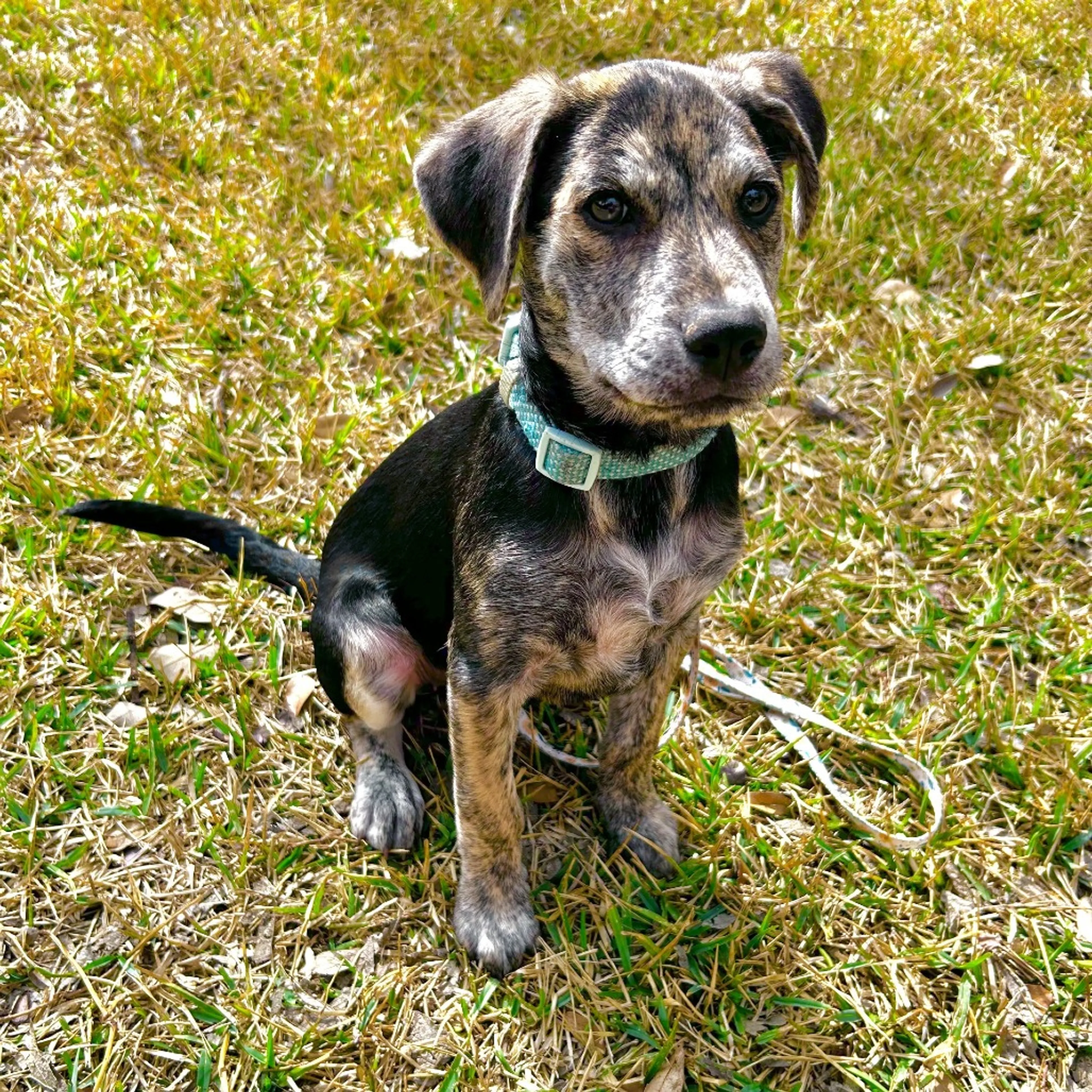 Found pet-5