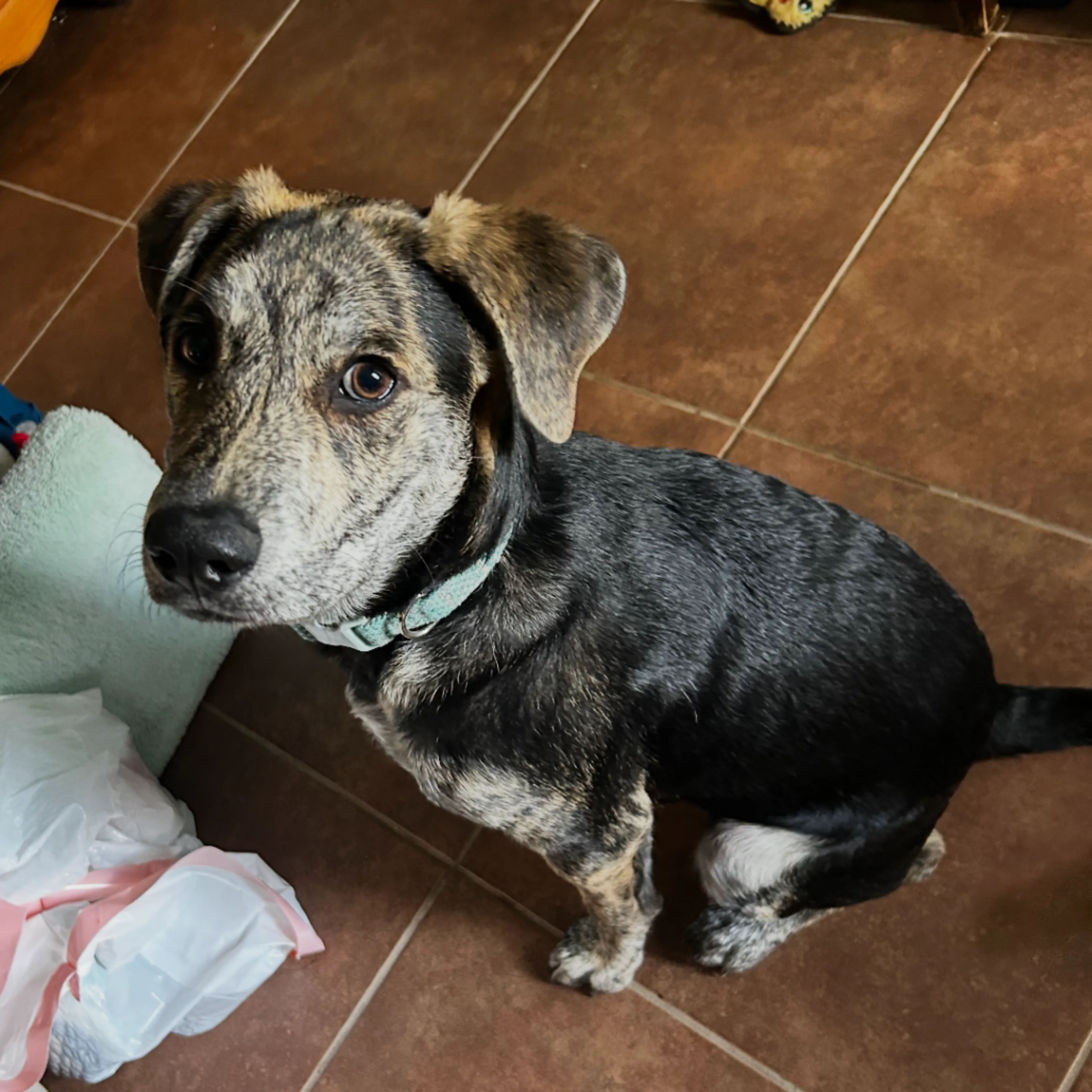 Found pet-8