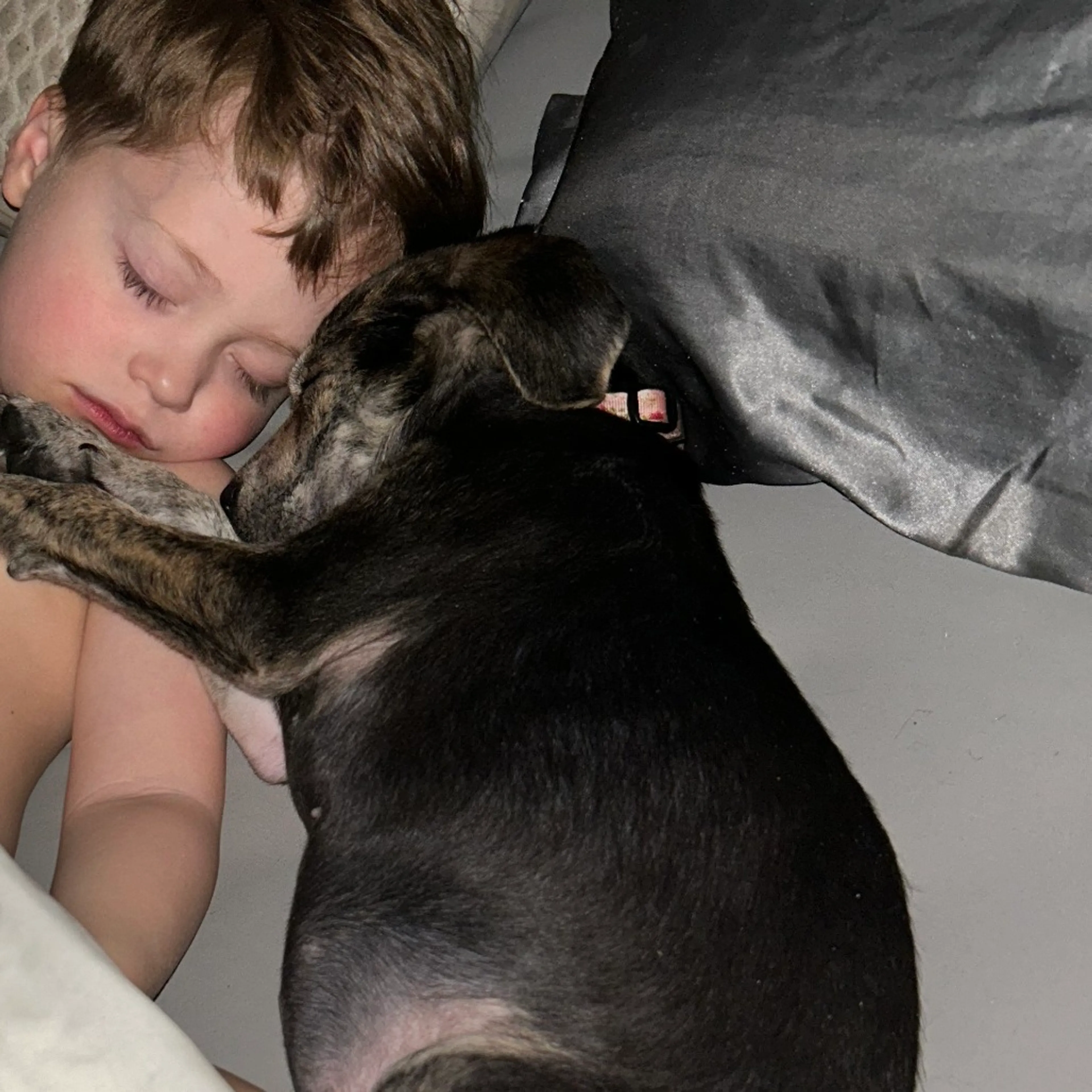 Found pet-4
