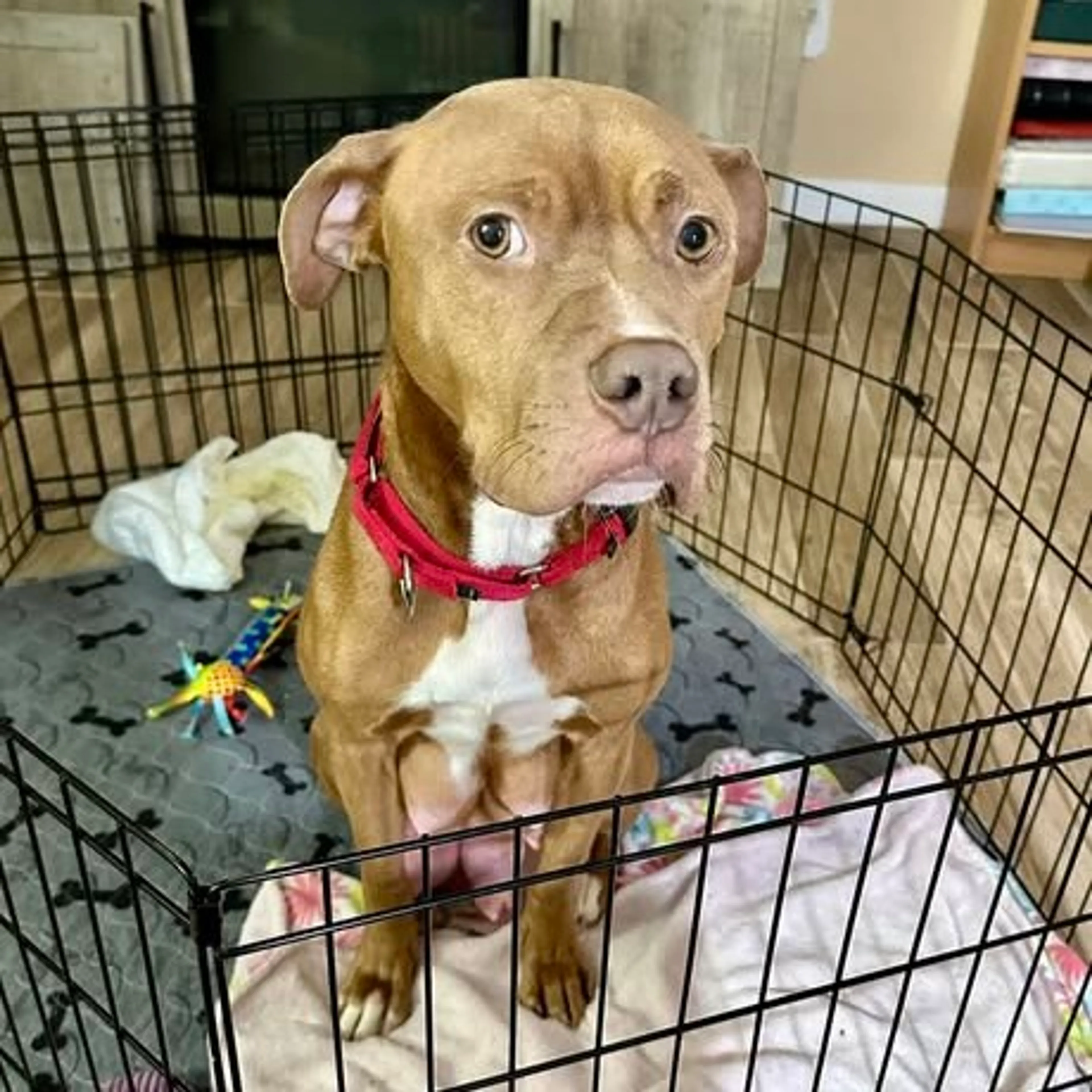Found pet-8