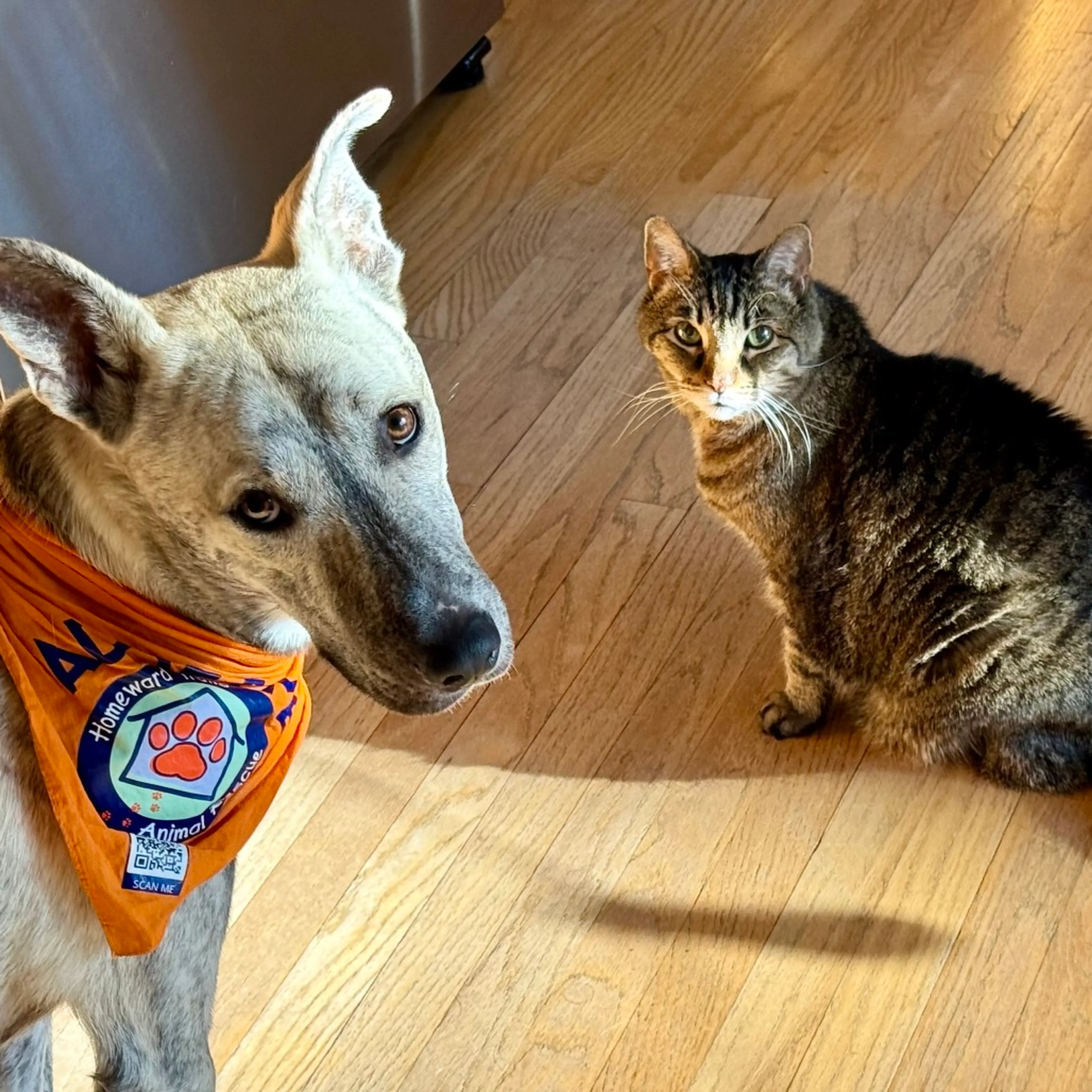 Found pet-16