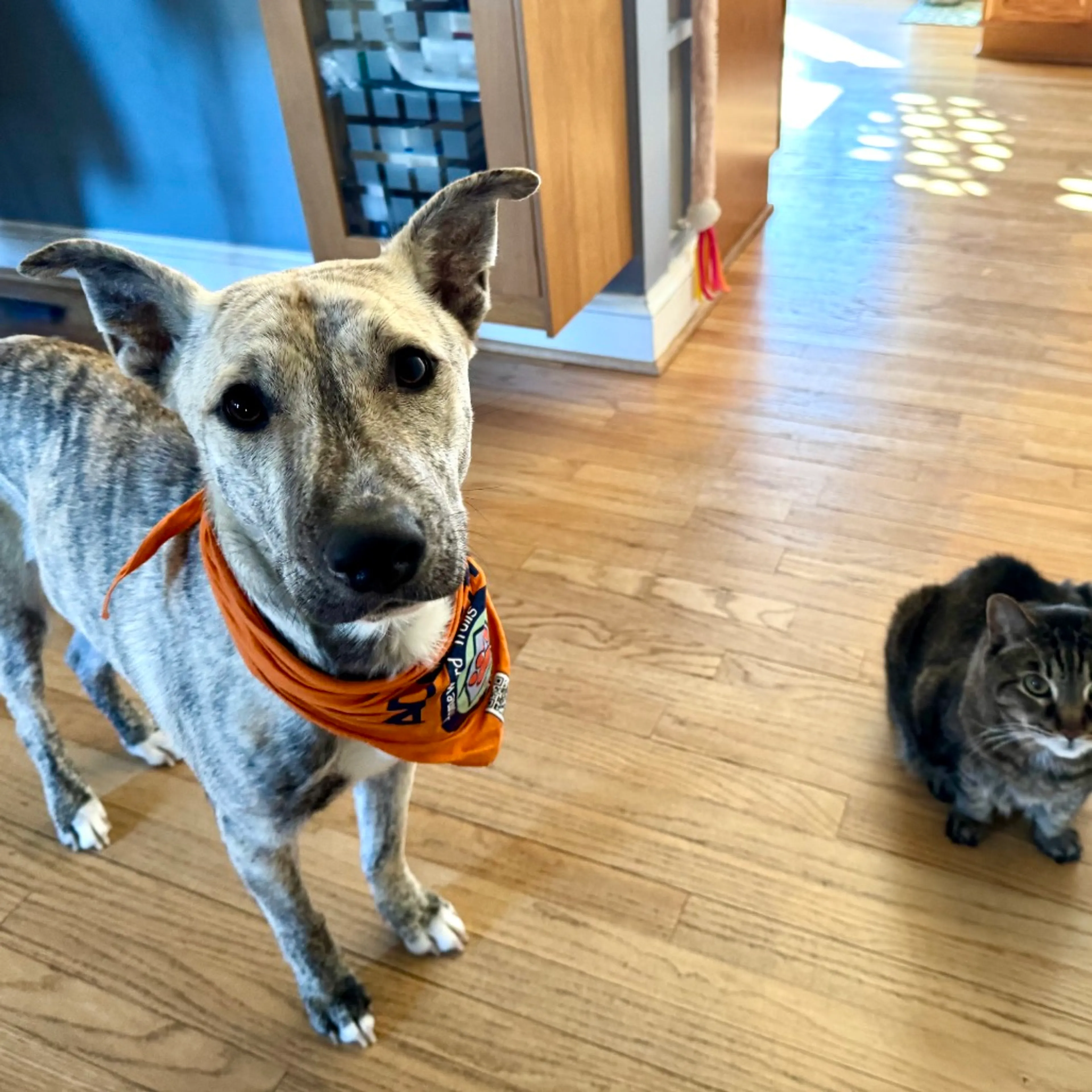 Found pet-13