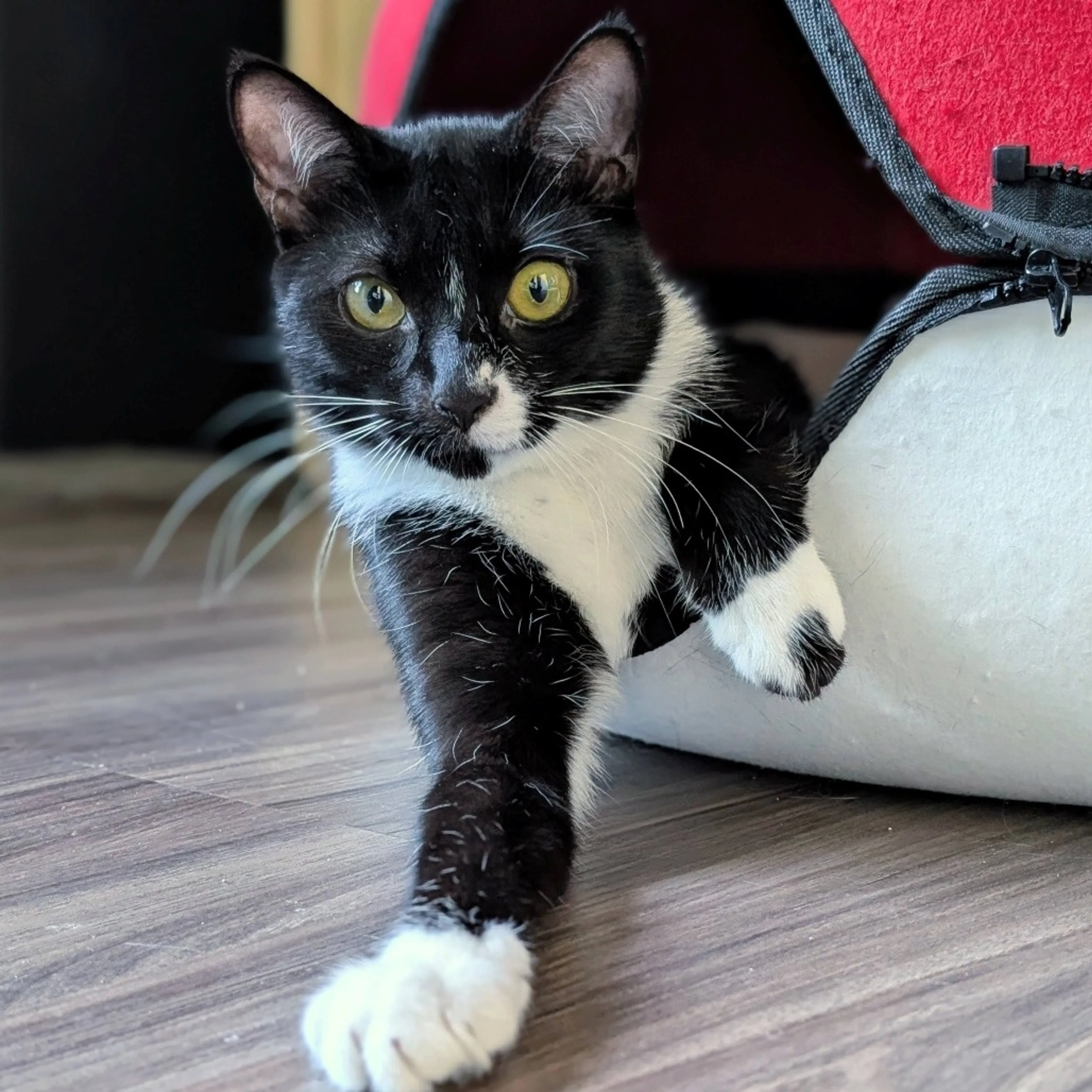 Found pet-4