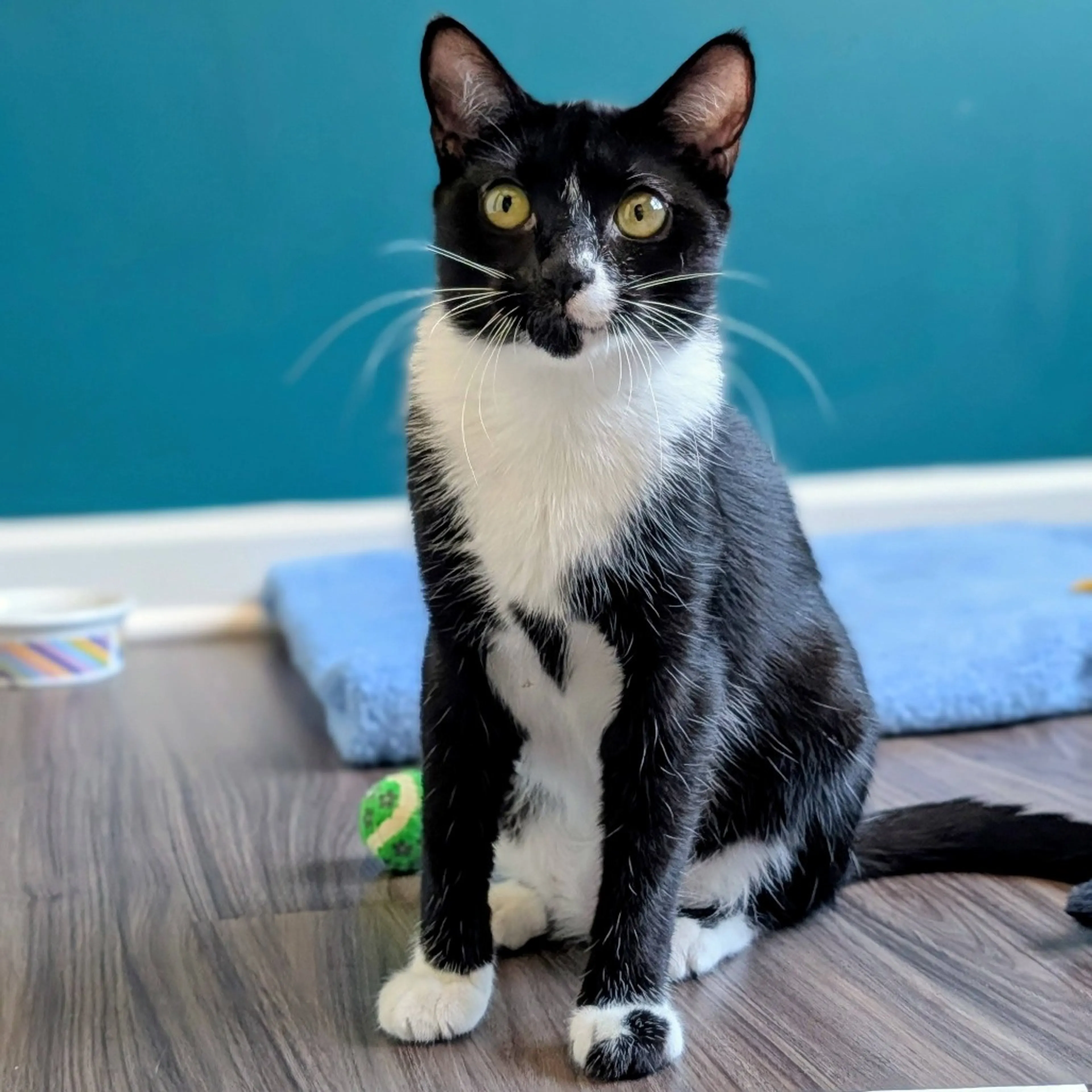 Found pet-2
