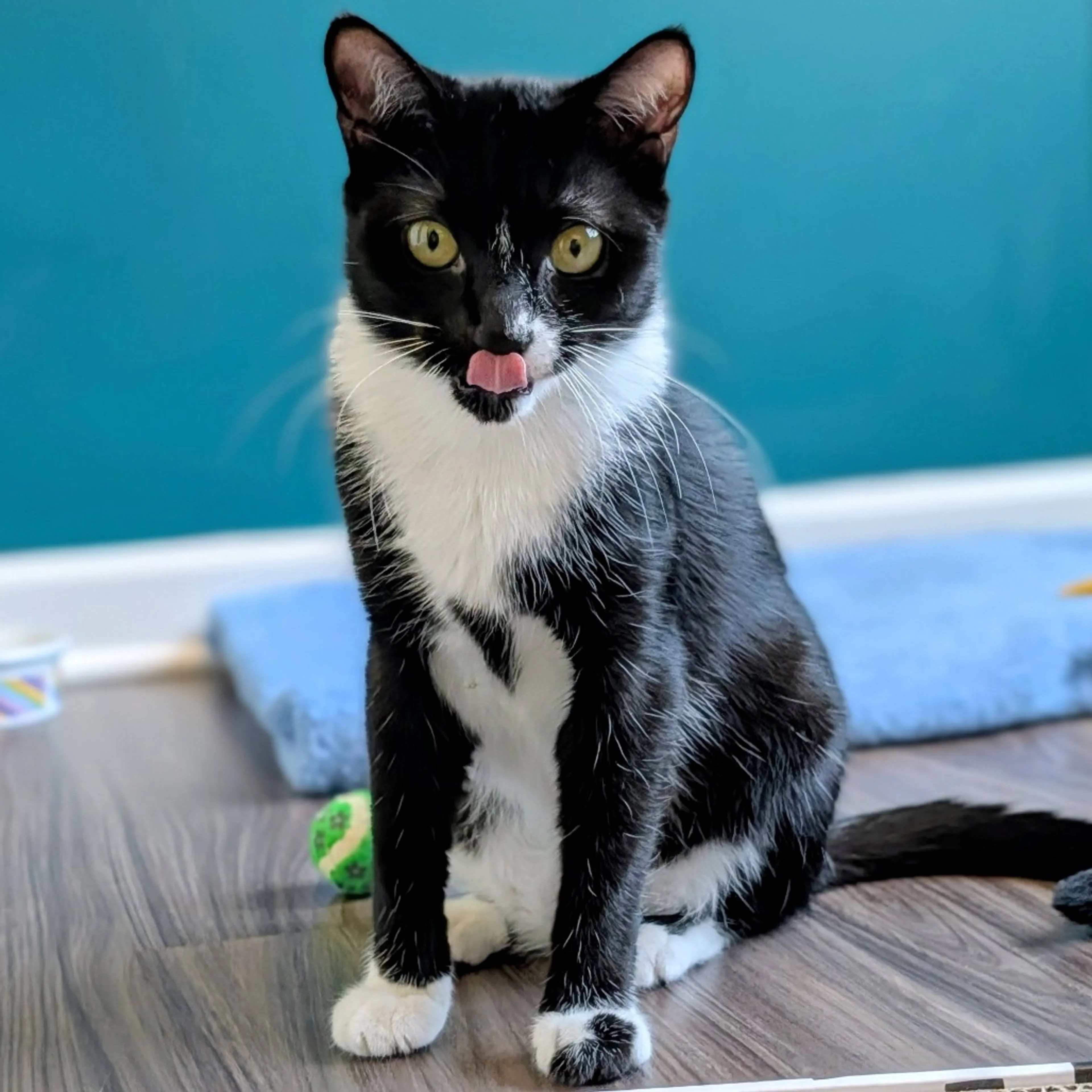 Found pet-1