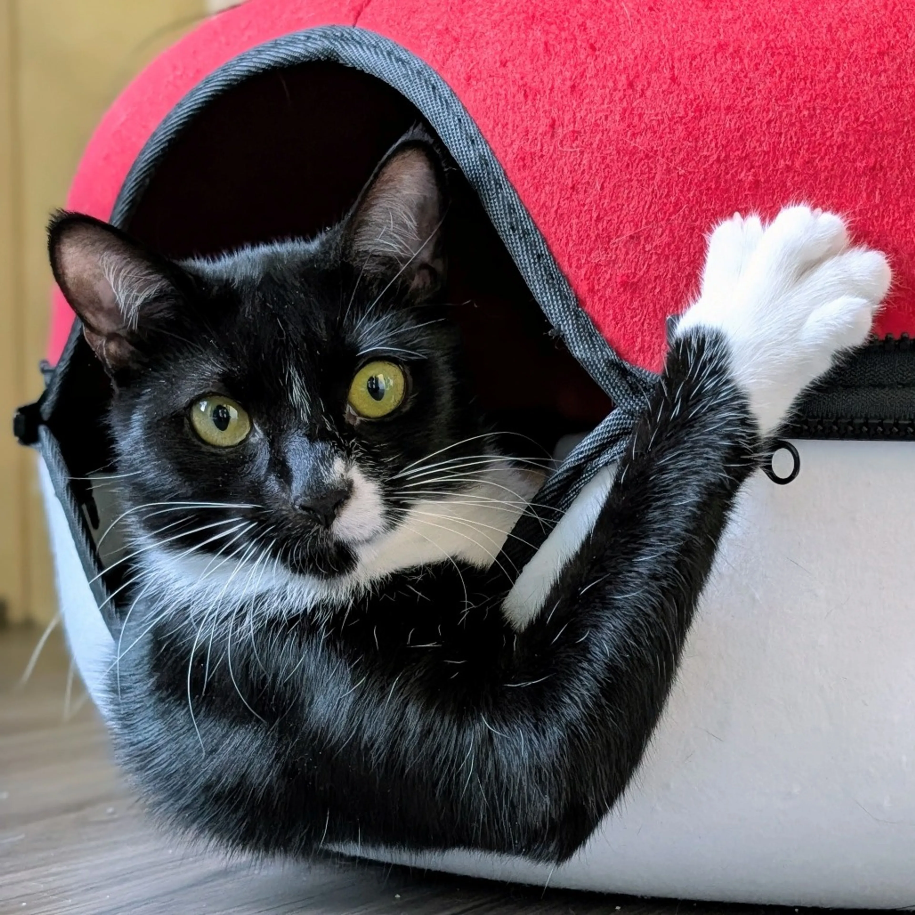 Found pet-0