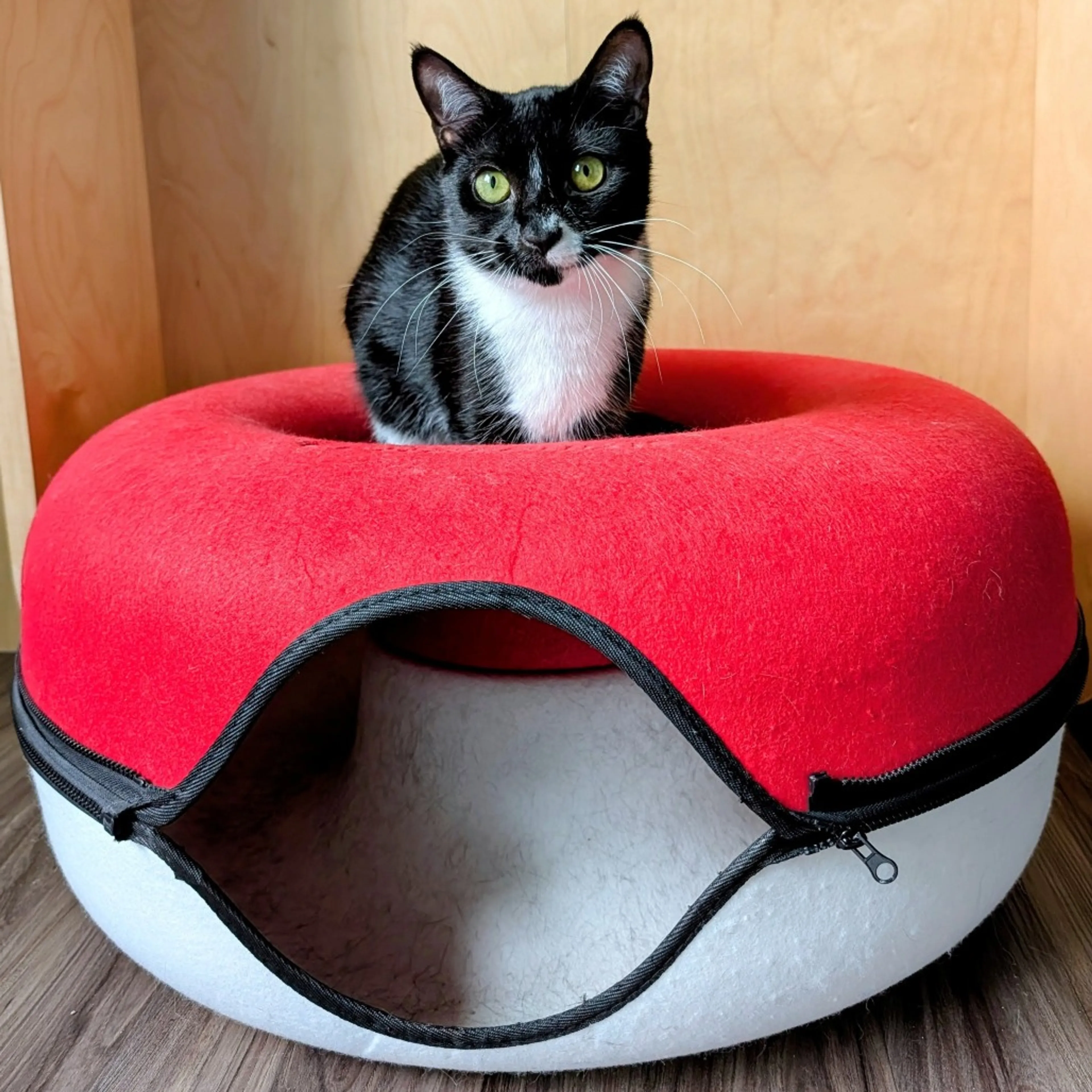 Found pet-3