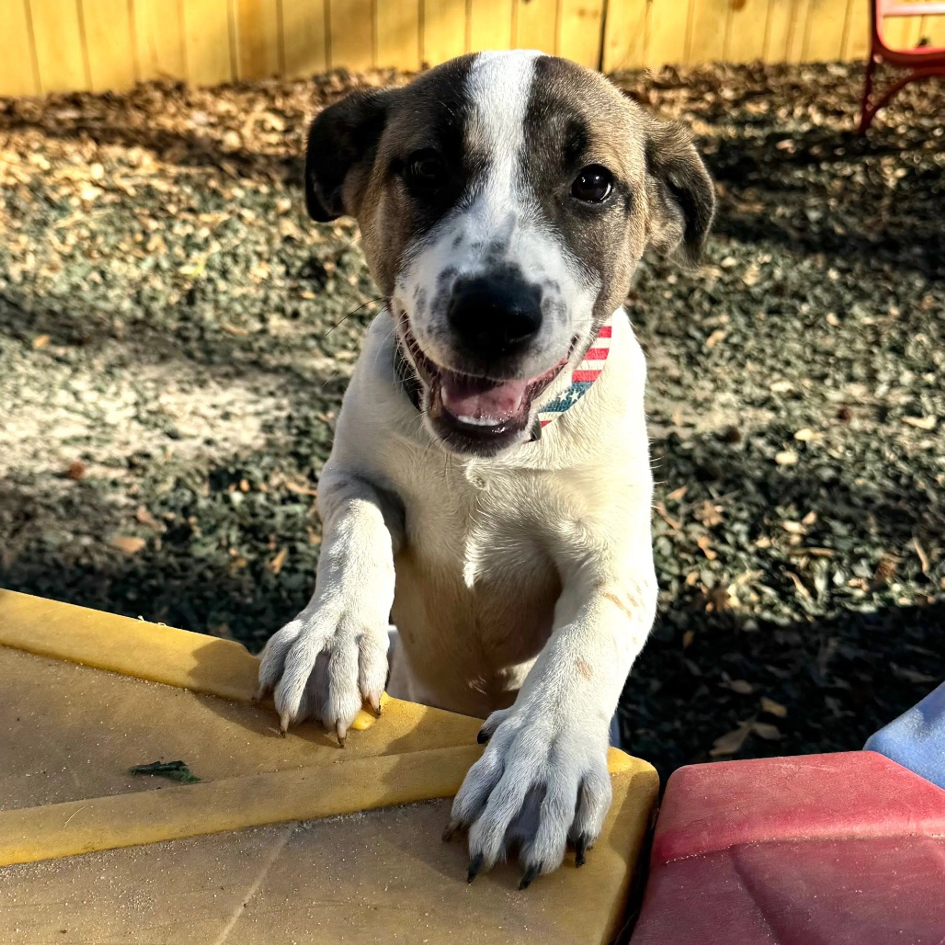 Found pet-1