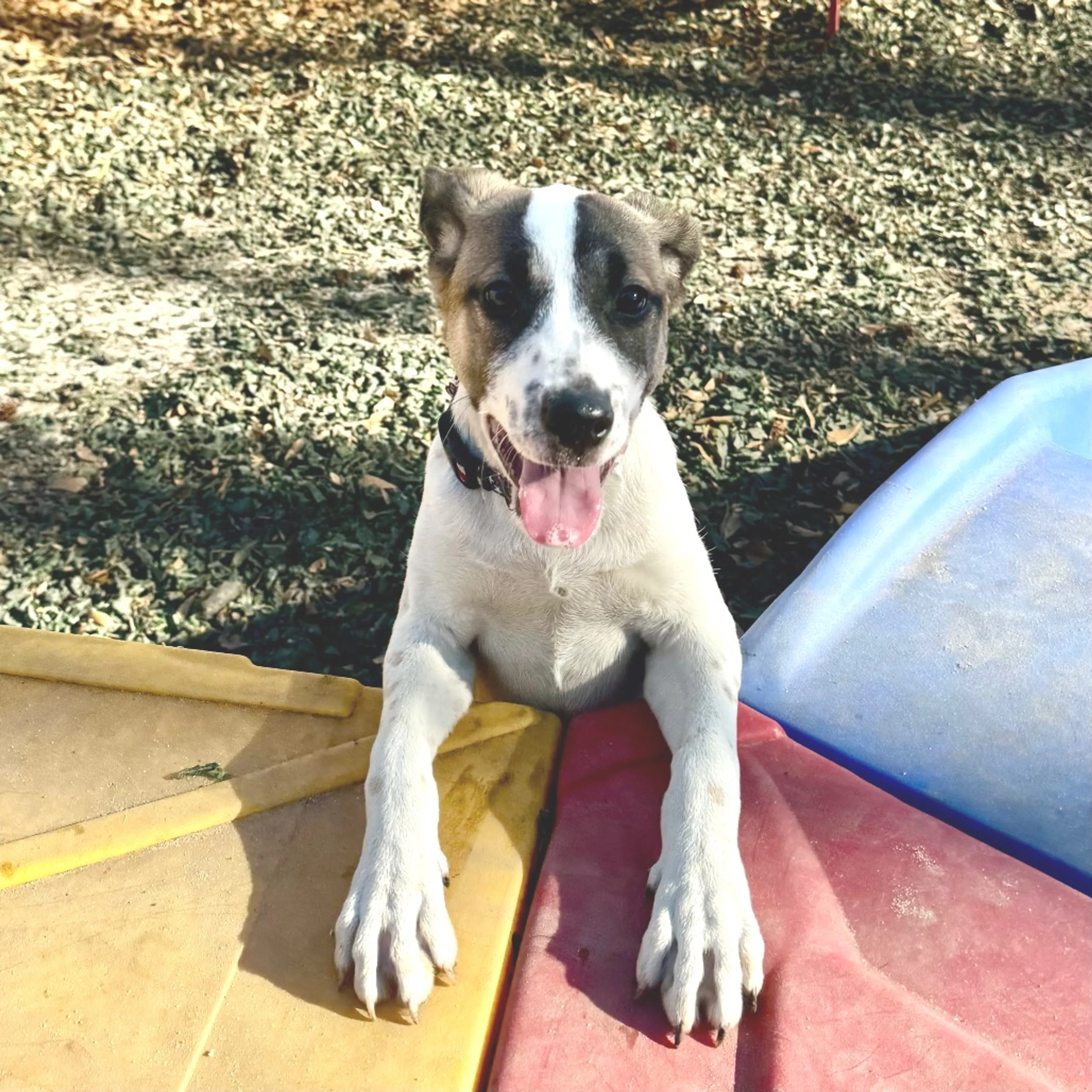 Found pet-5