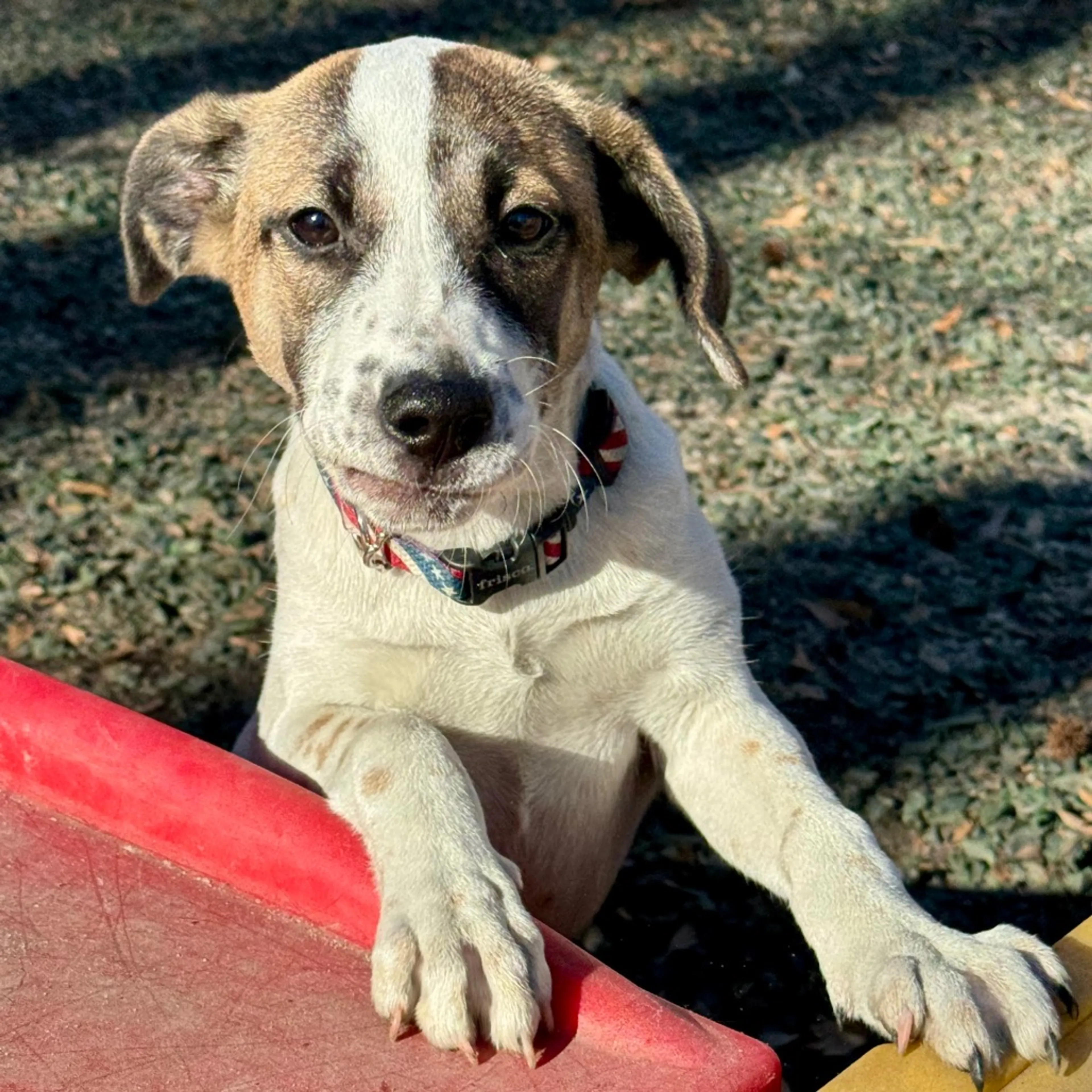 Found pet-2
