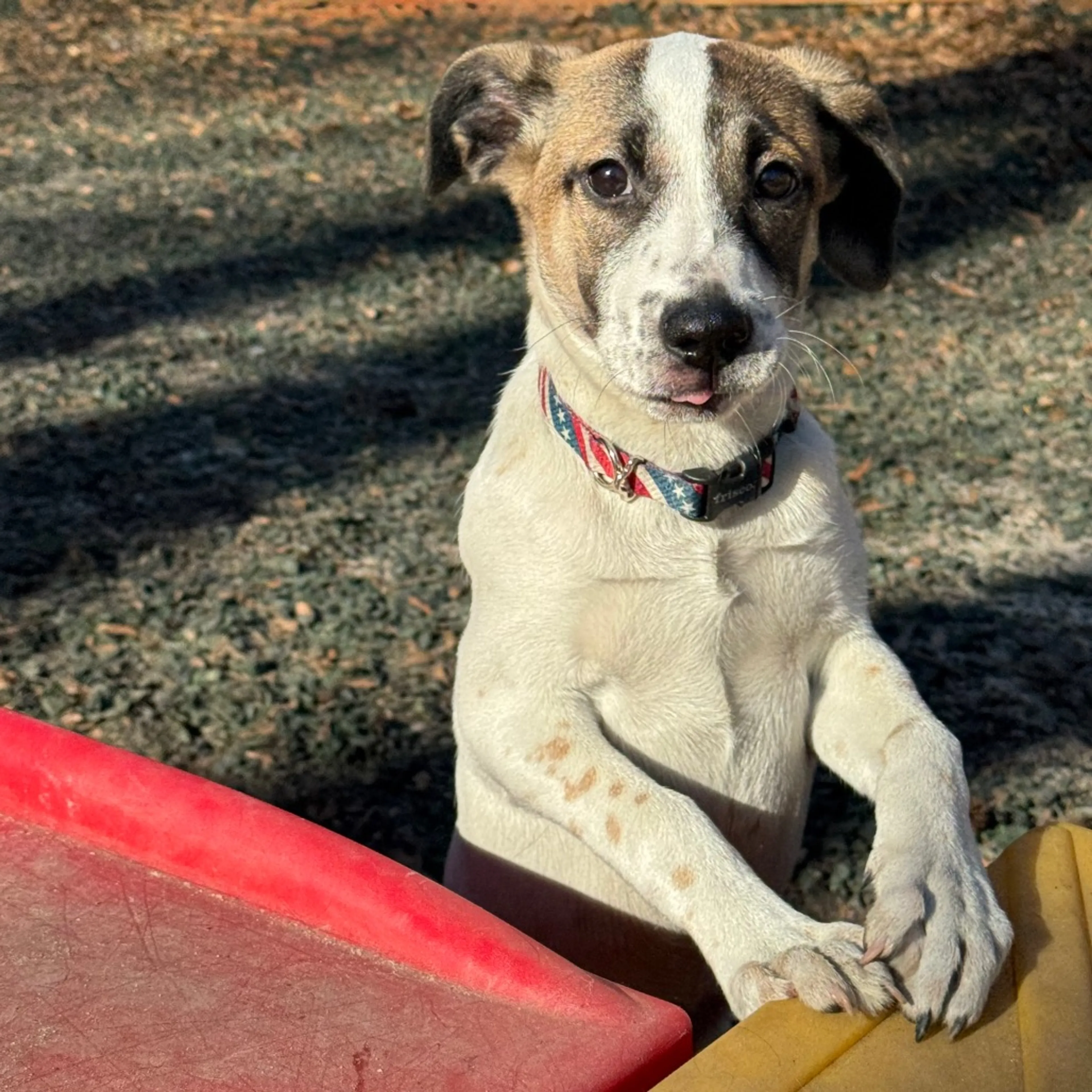 Found pet-4