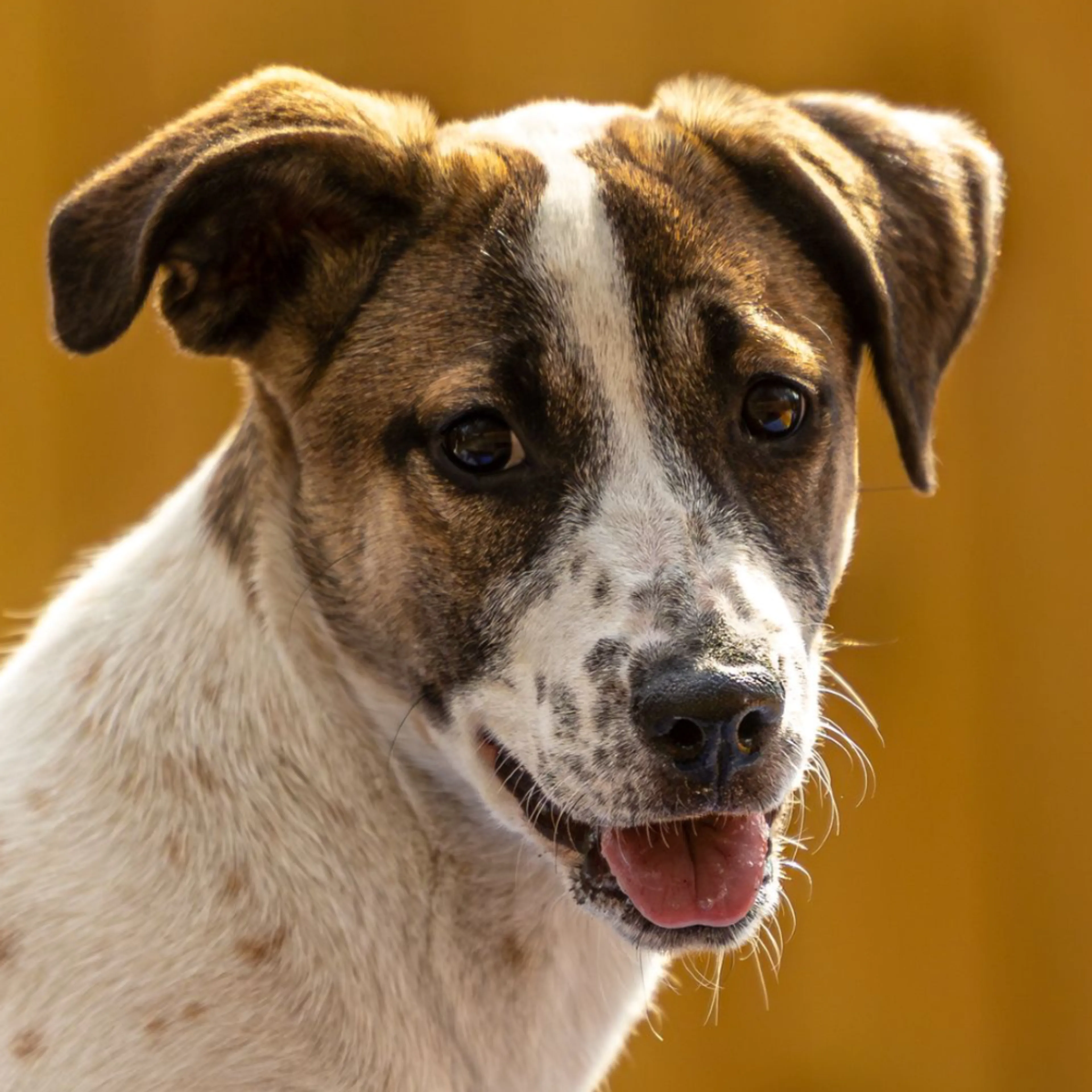 Found pet-13