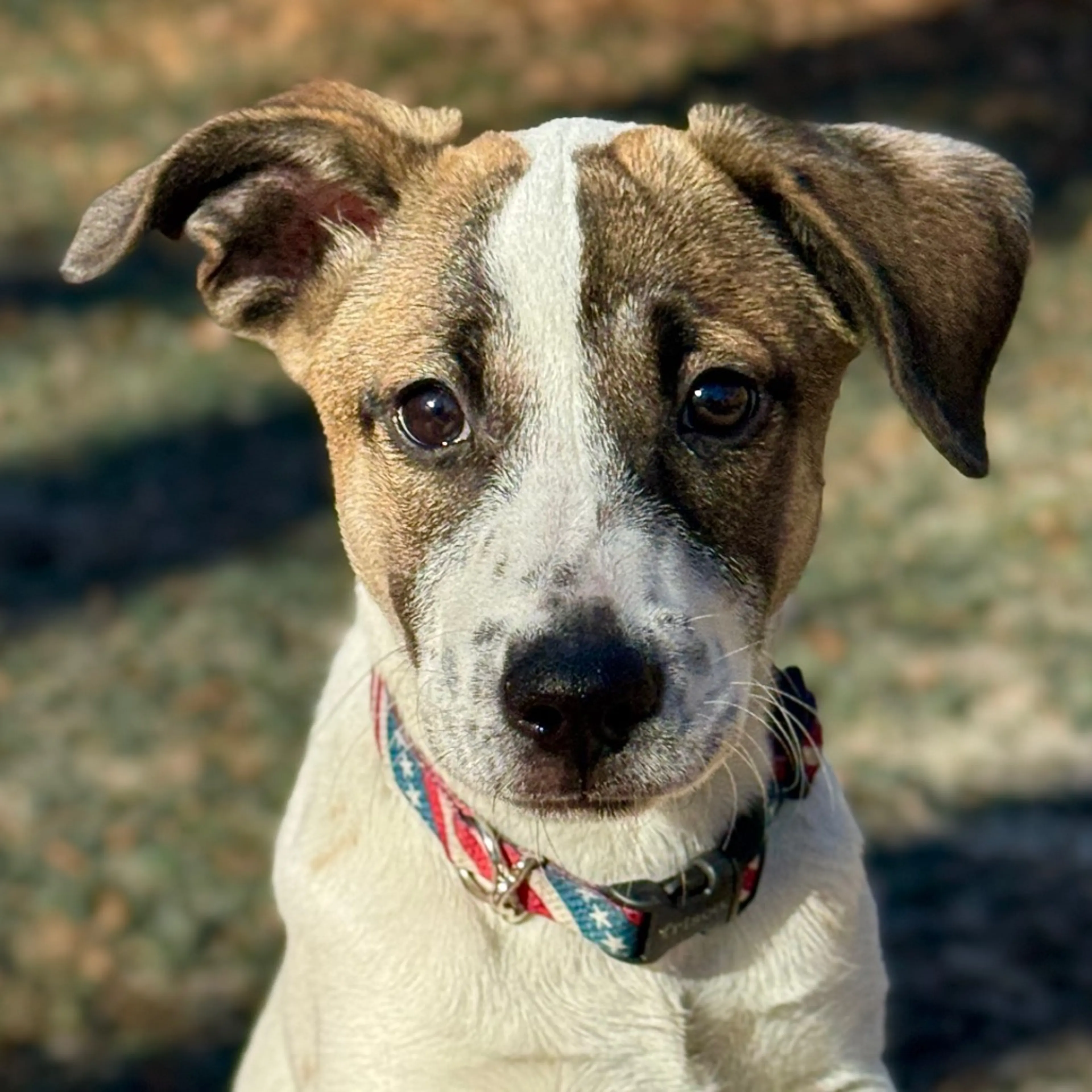 Found pet-3