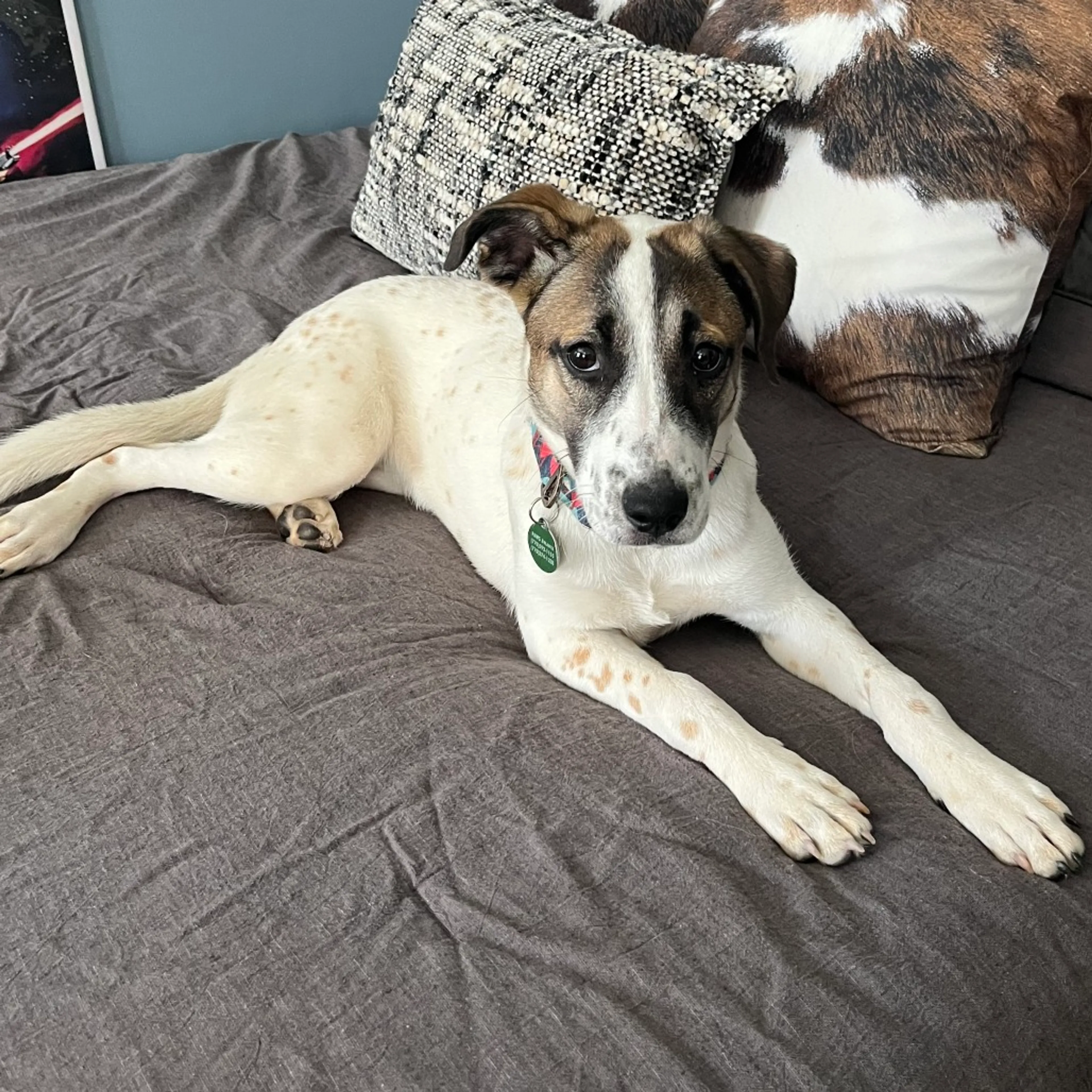 Found pet-14
