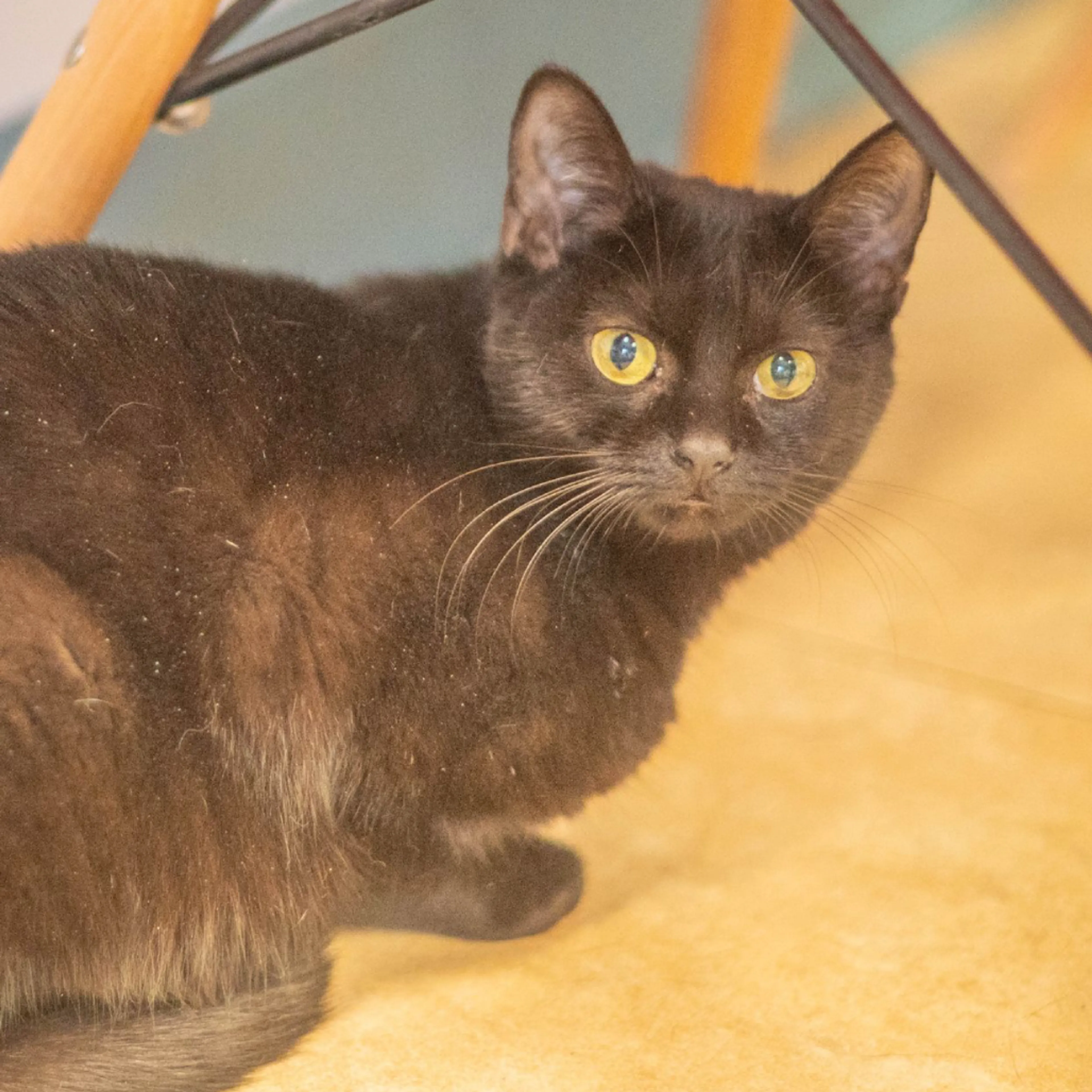 Found pet-1