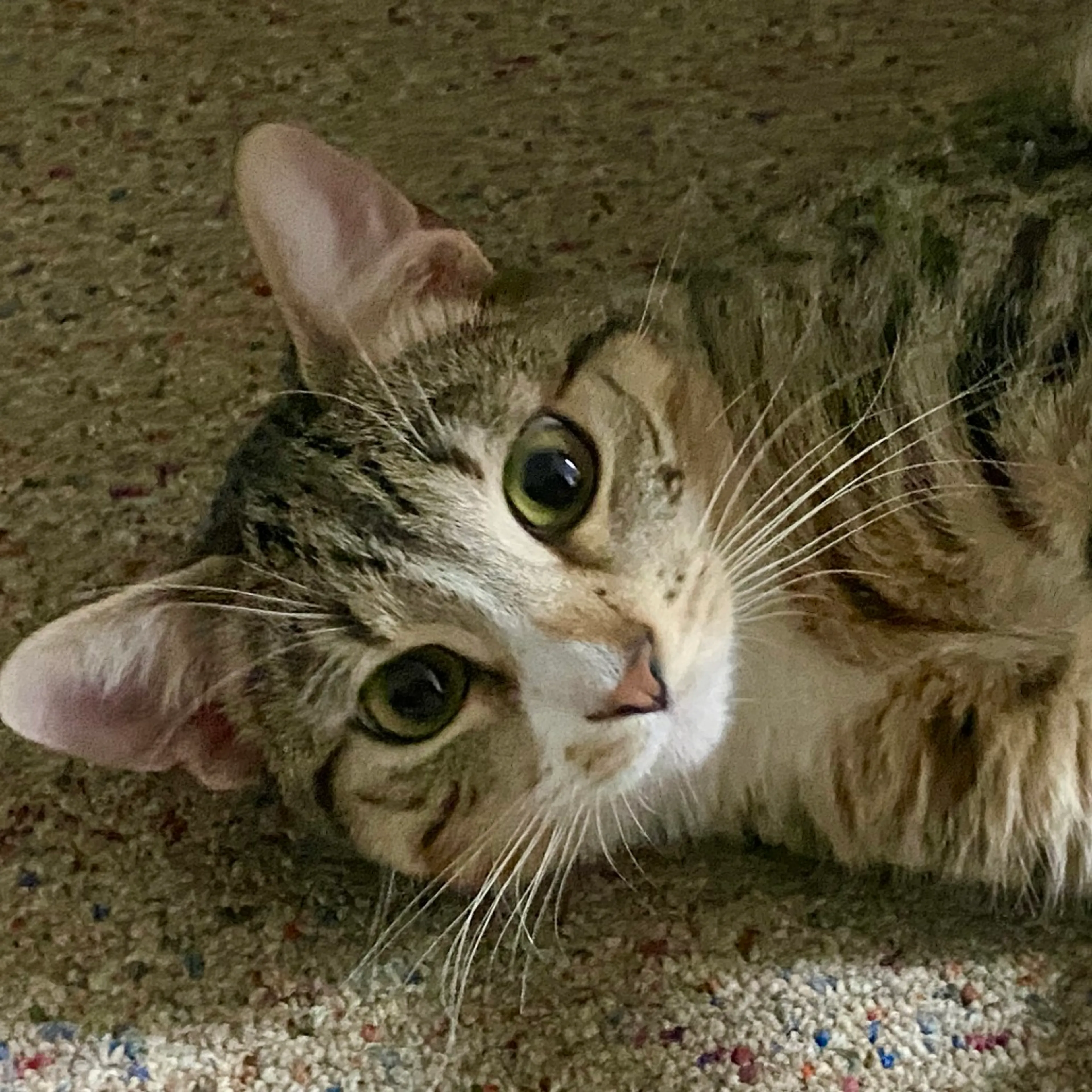 Found pet