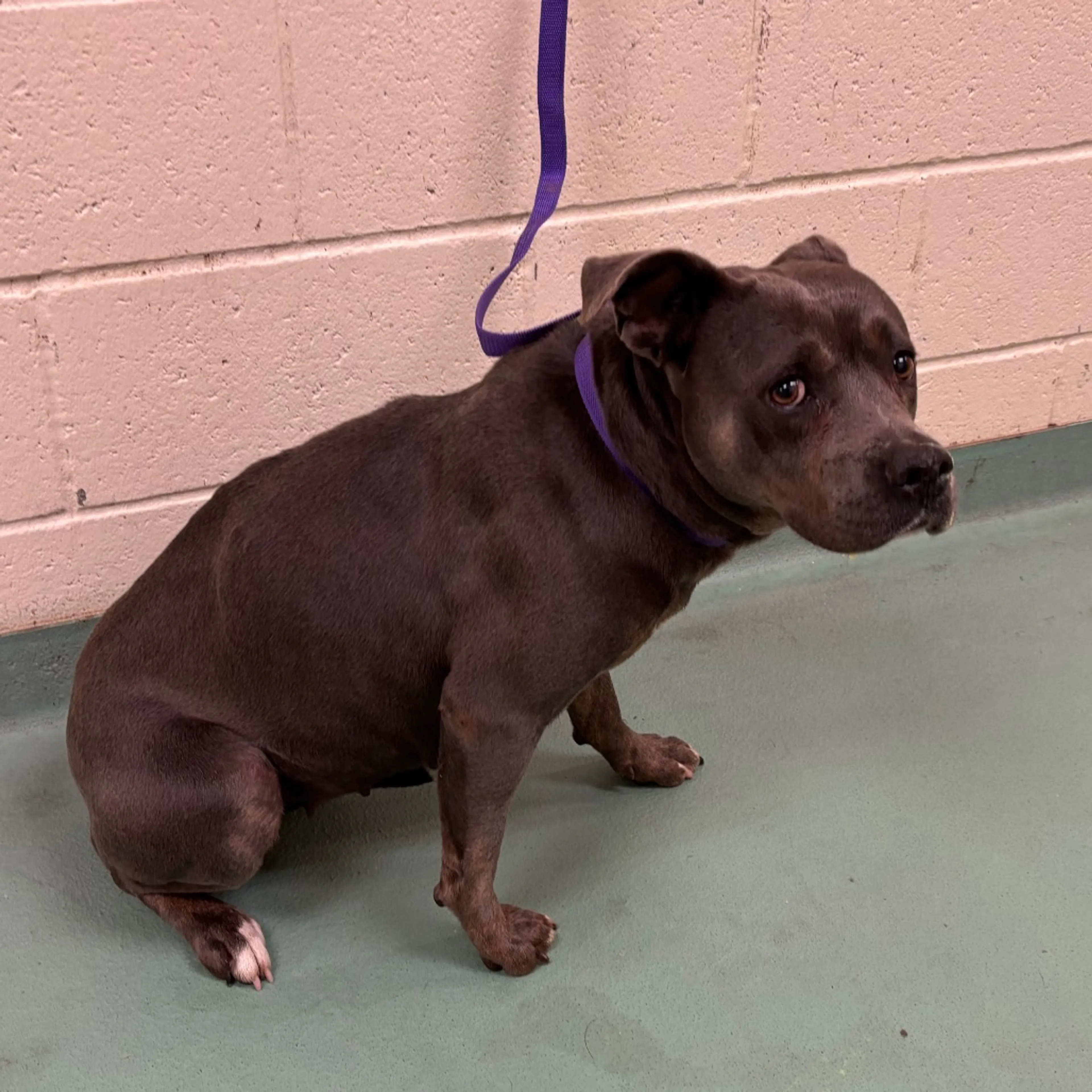 Found pet-1