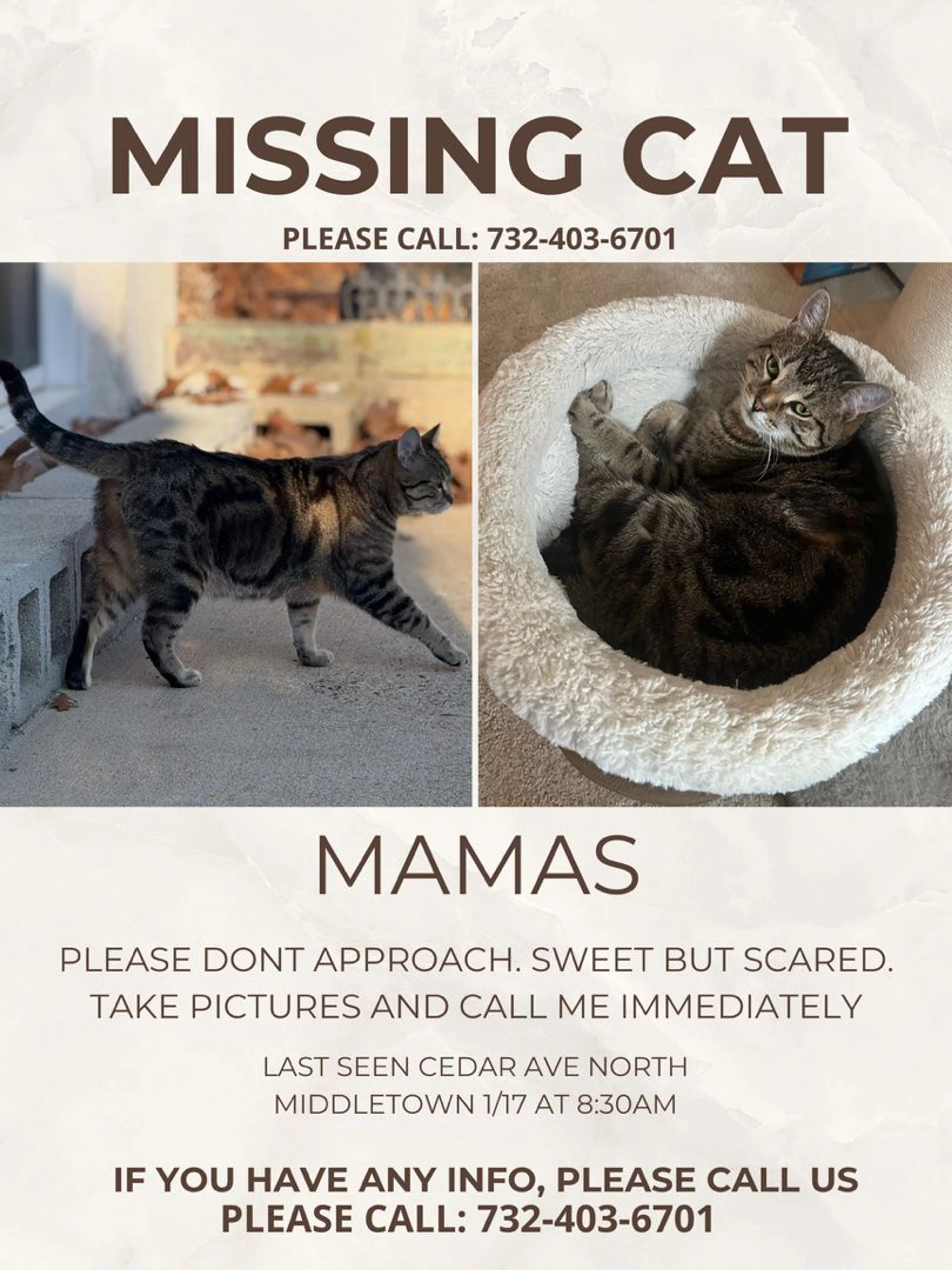 Lost pet
