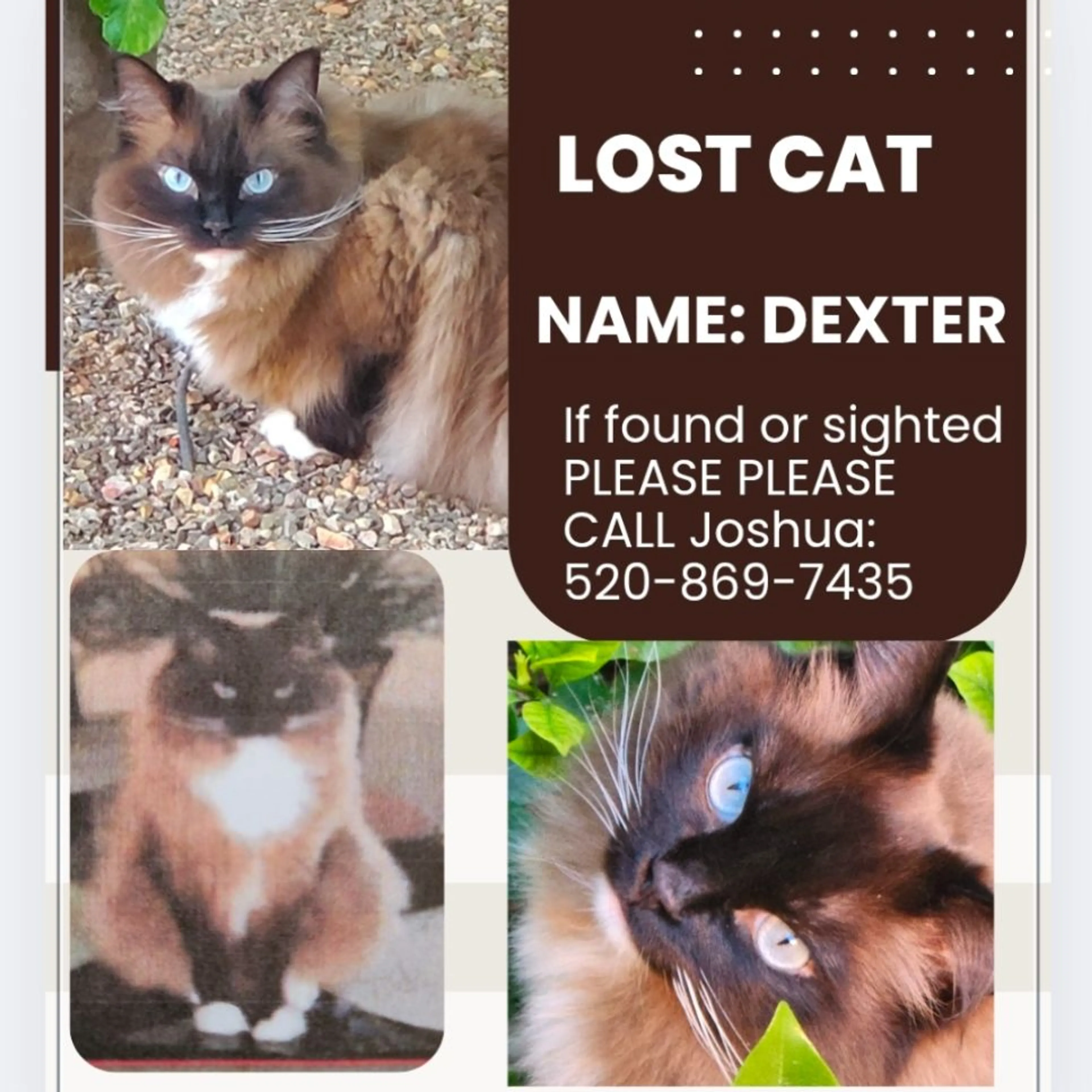 Lost pet