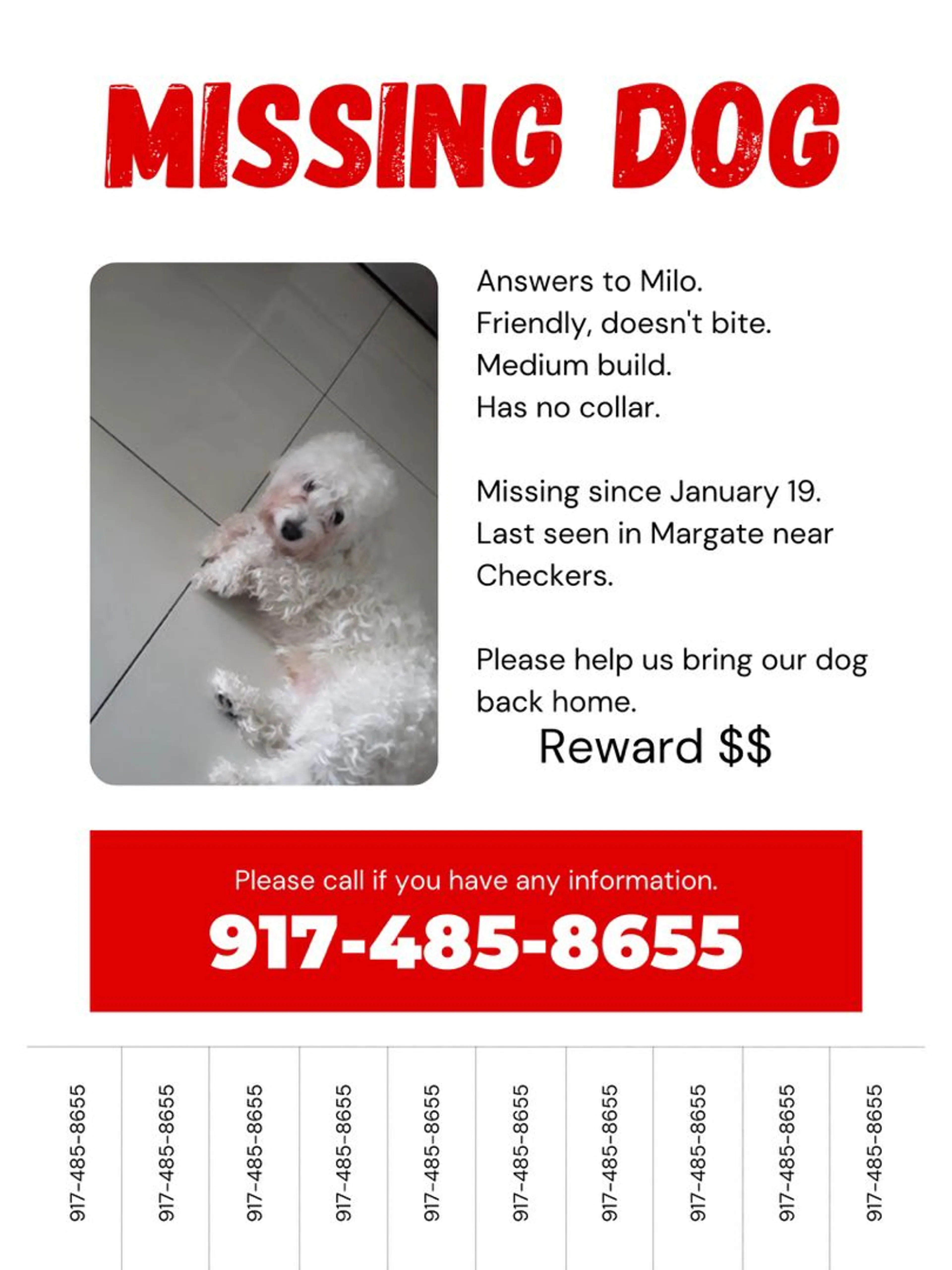 Lost pet-2
