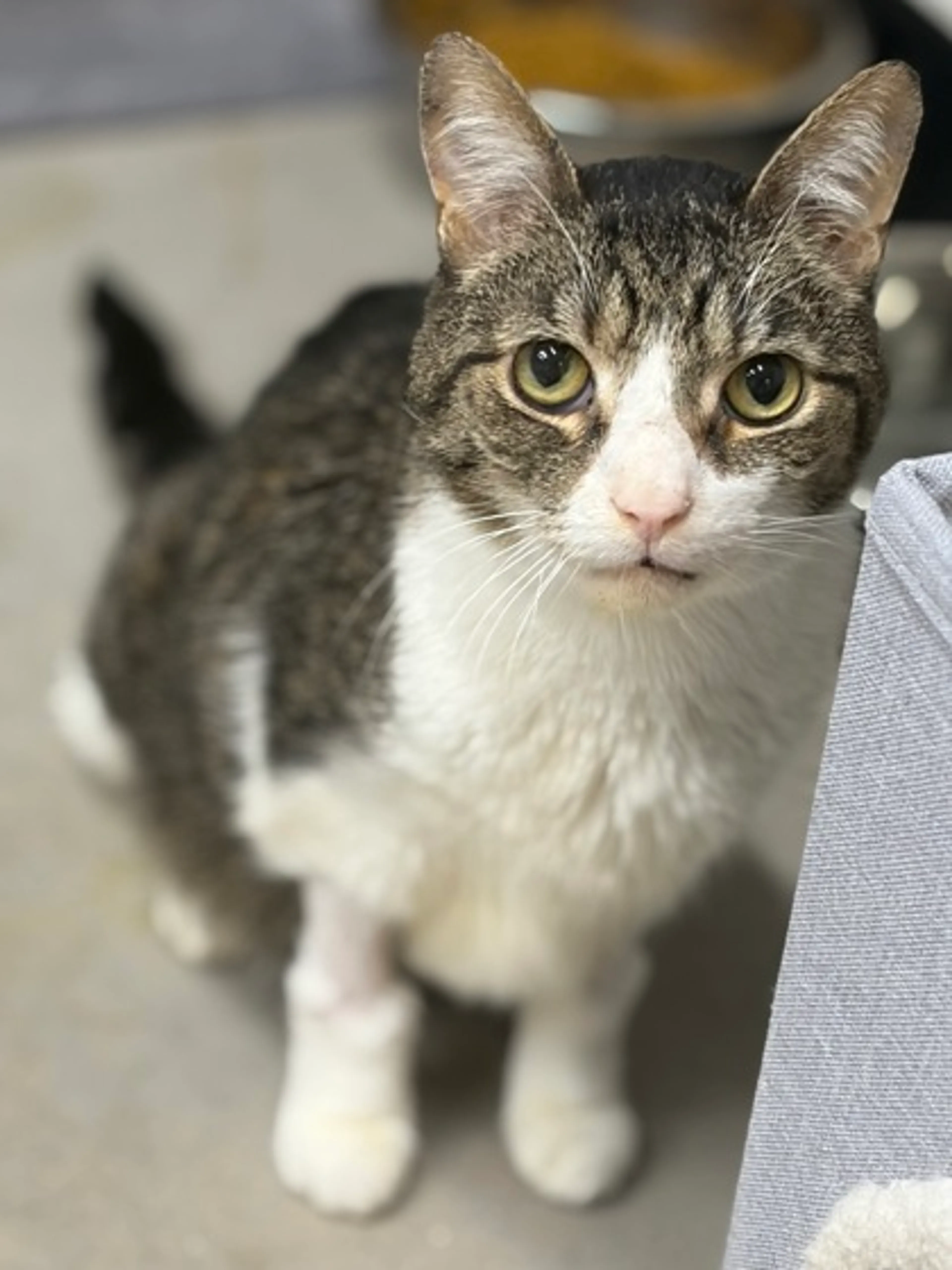 Found pet-1