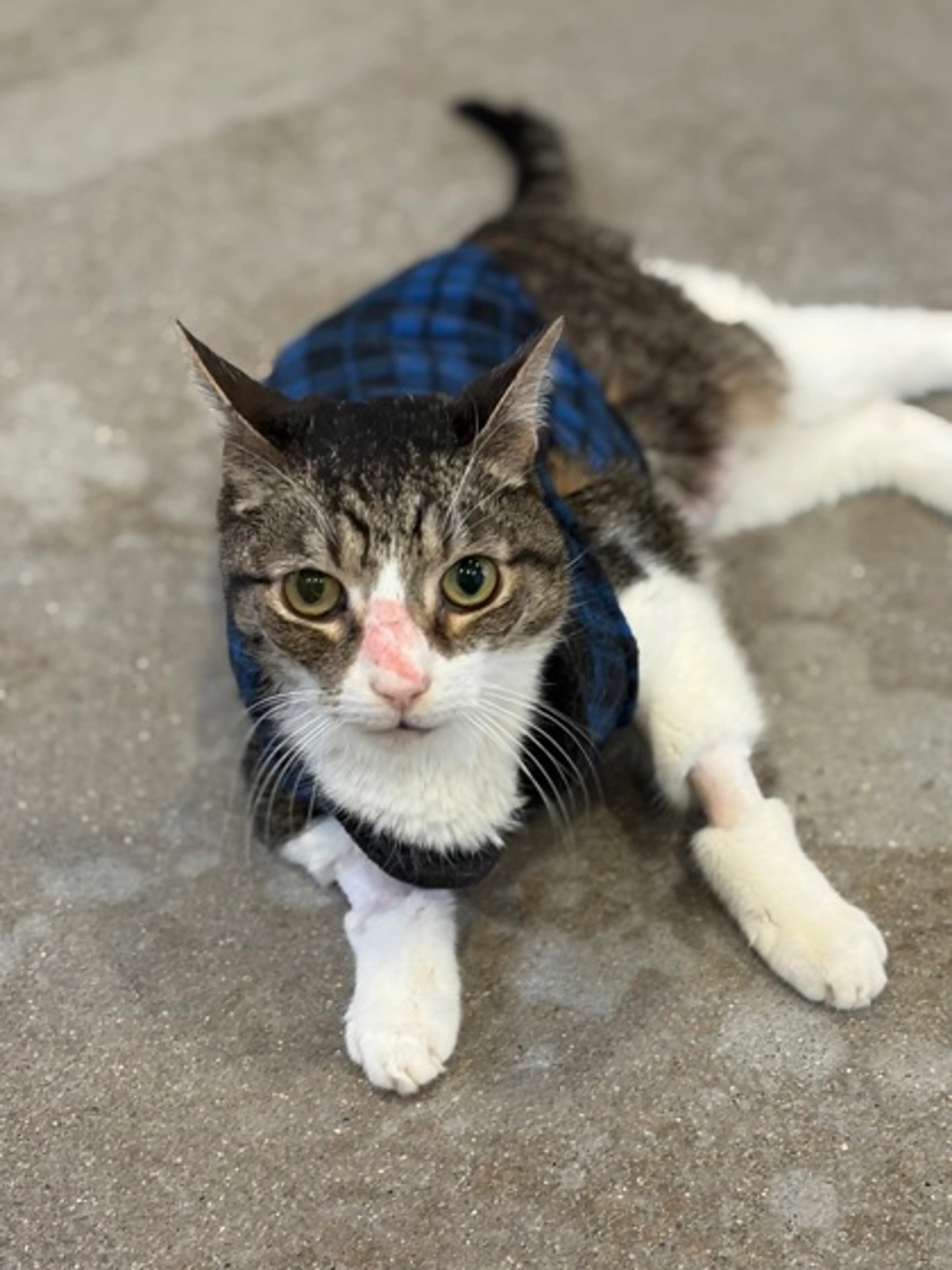 Found pet-2