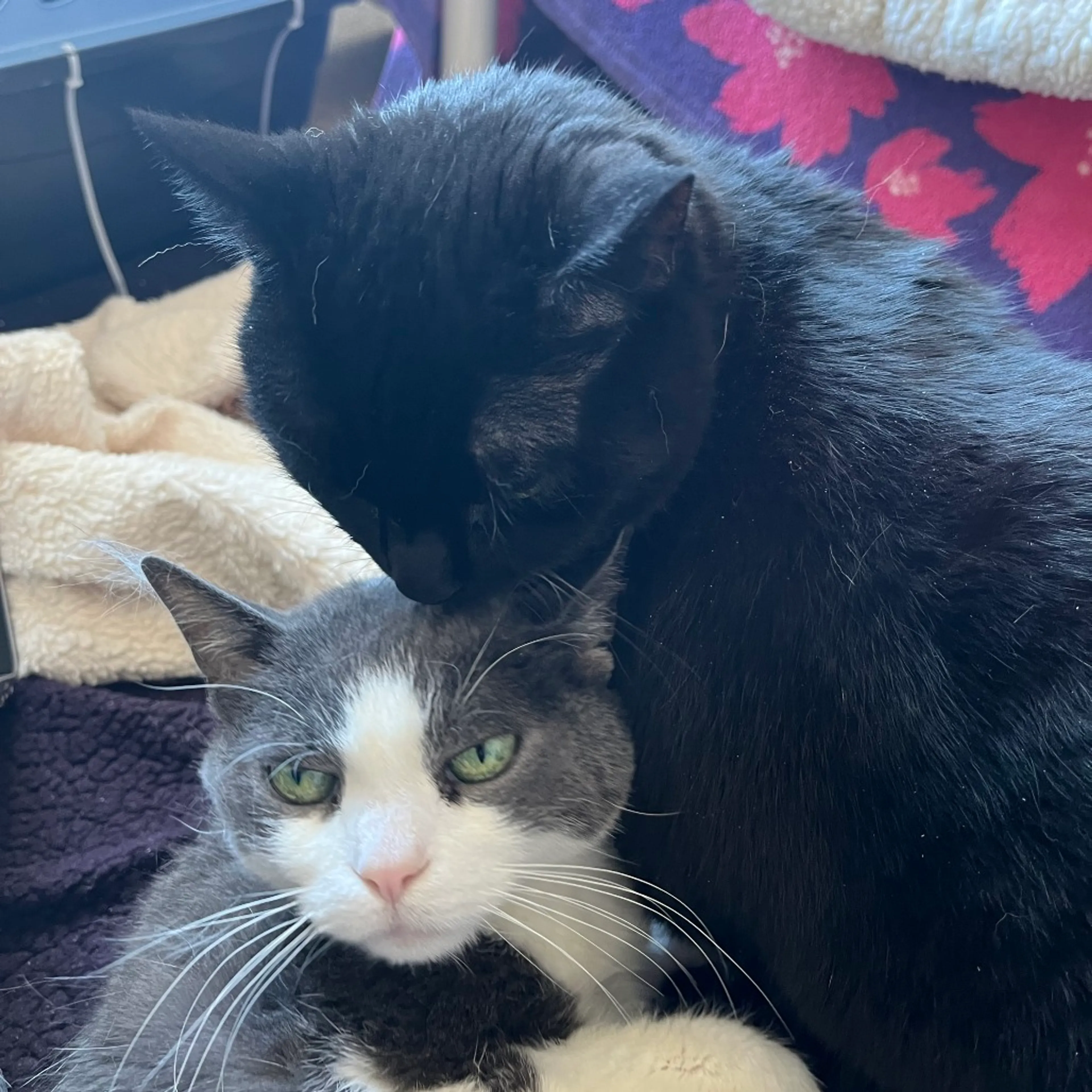 Found pet-5
