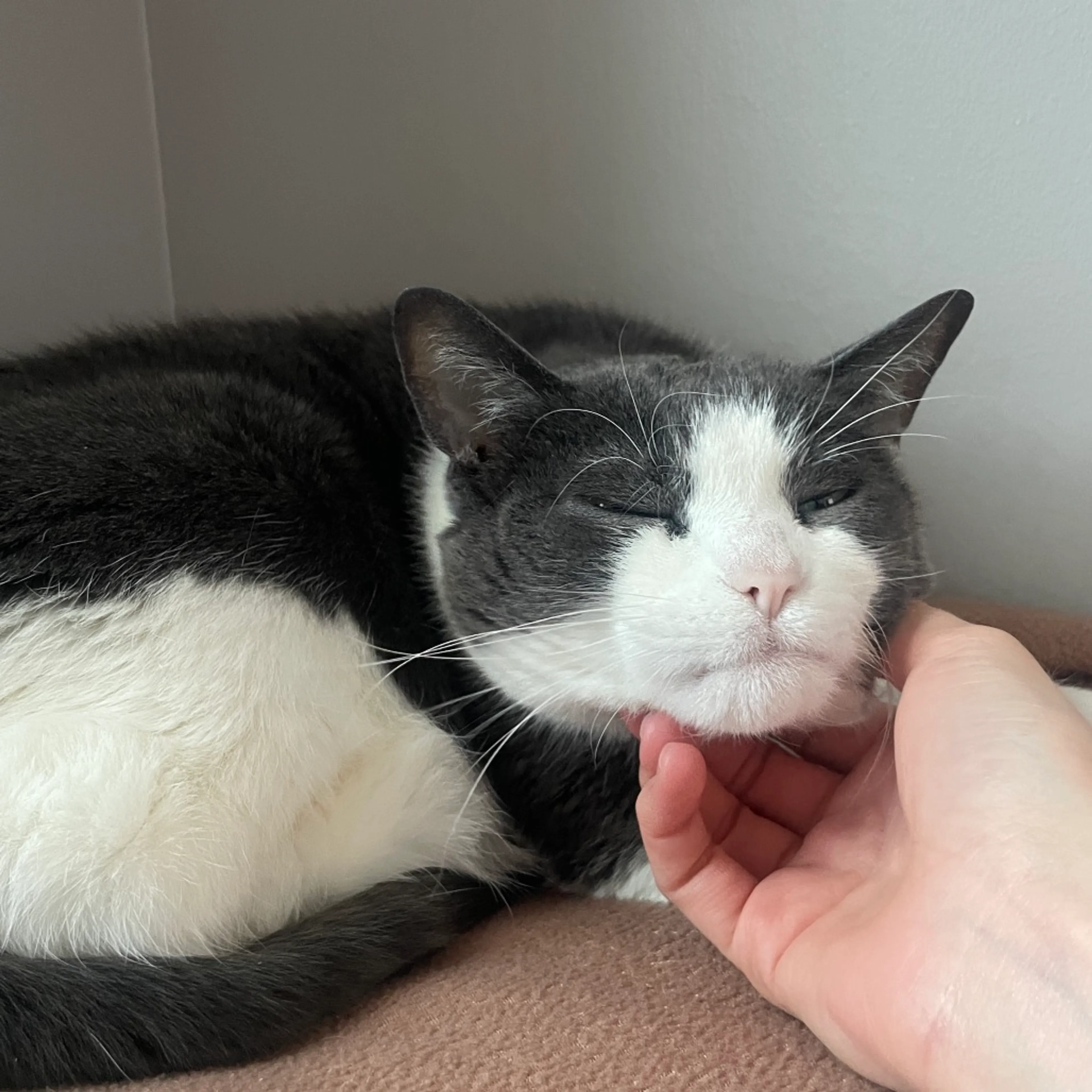 Found pet-4