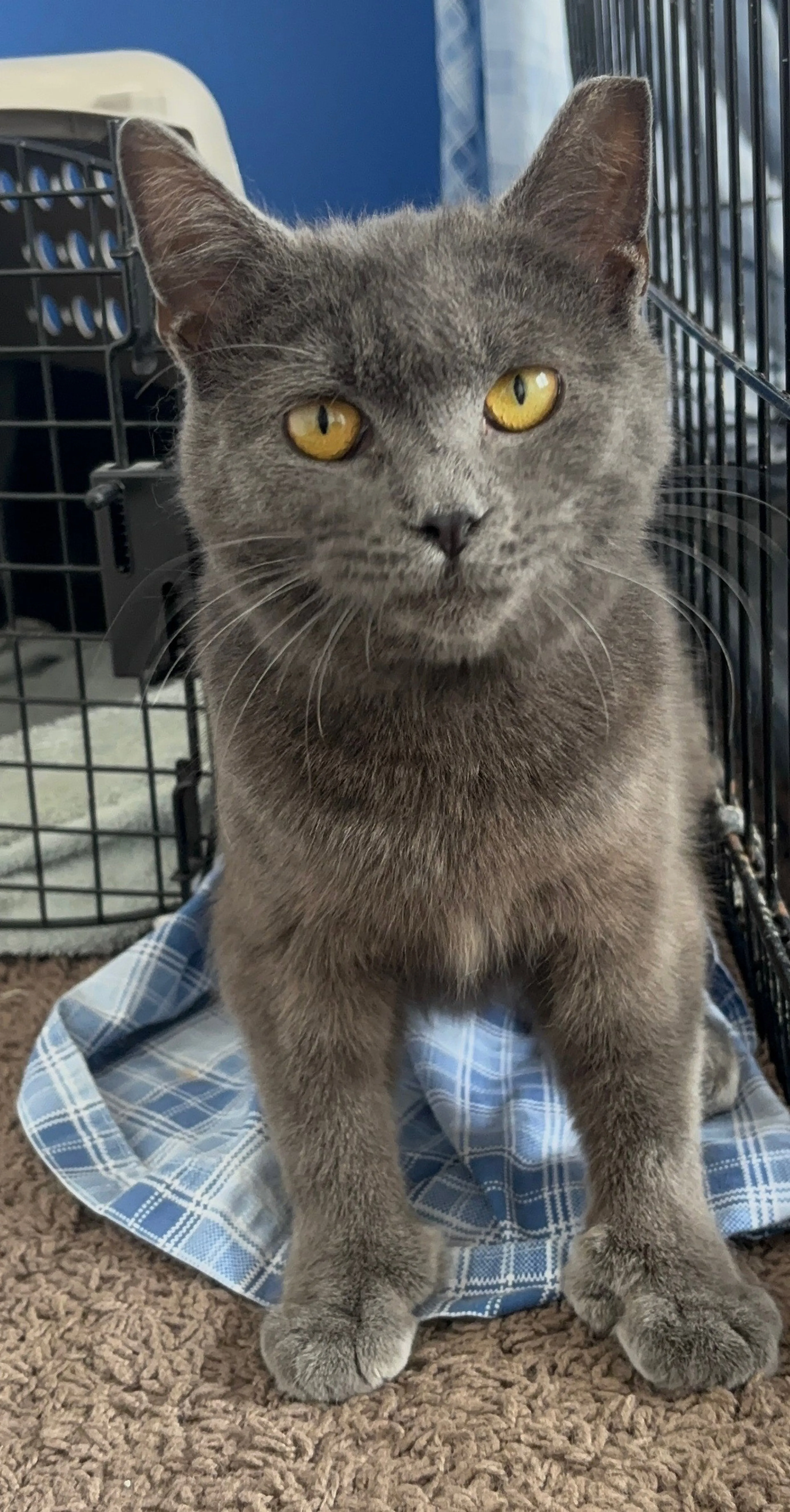 Found pet-1
