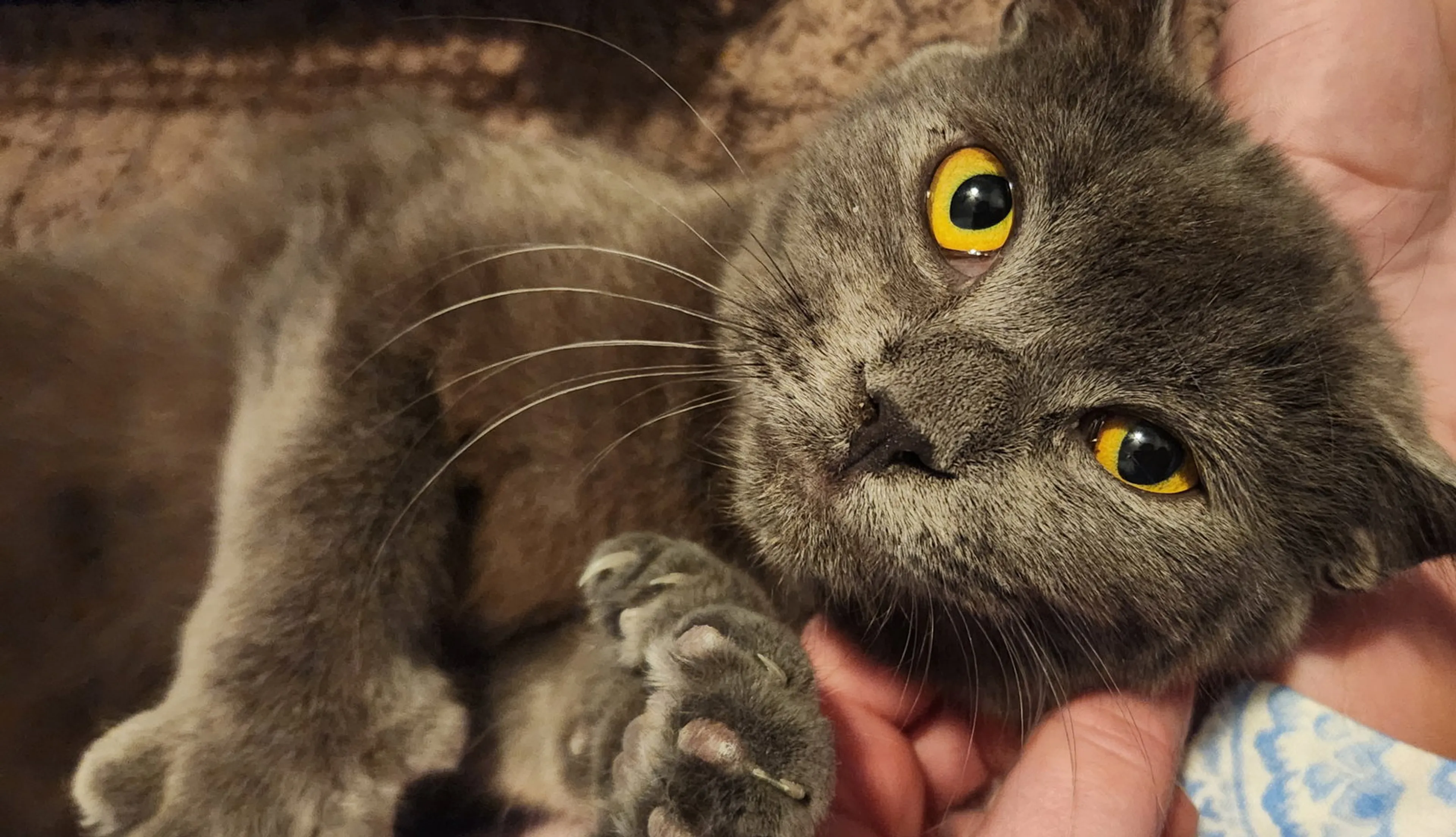 Found pet-0