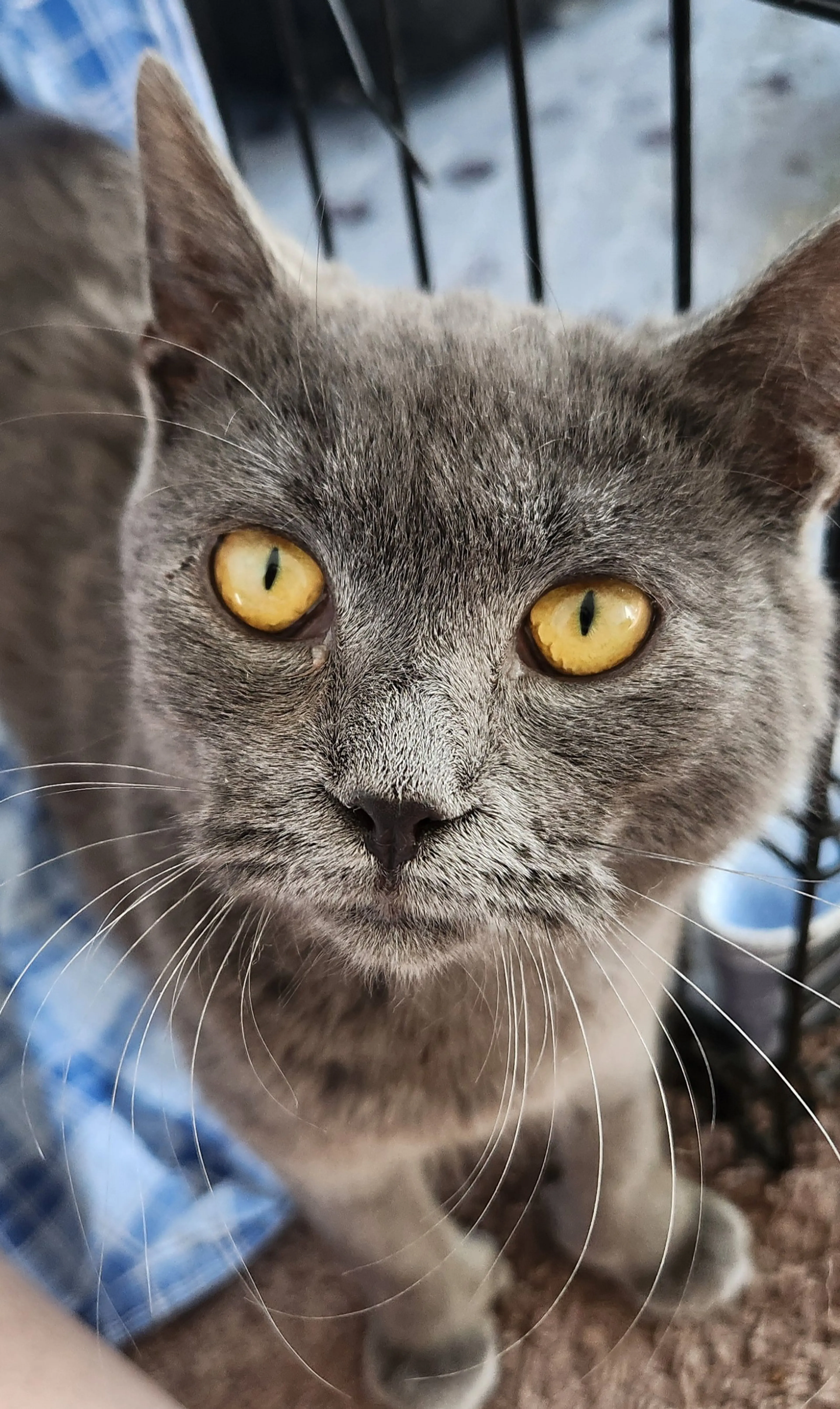 Found pet-2