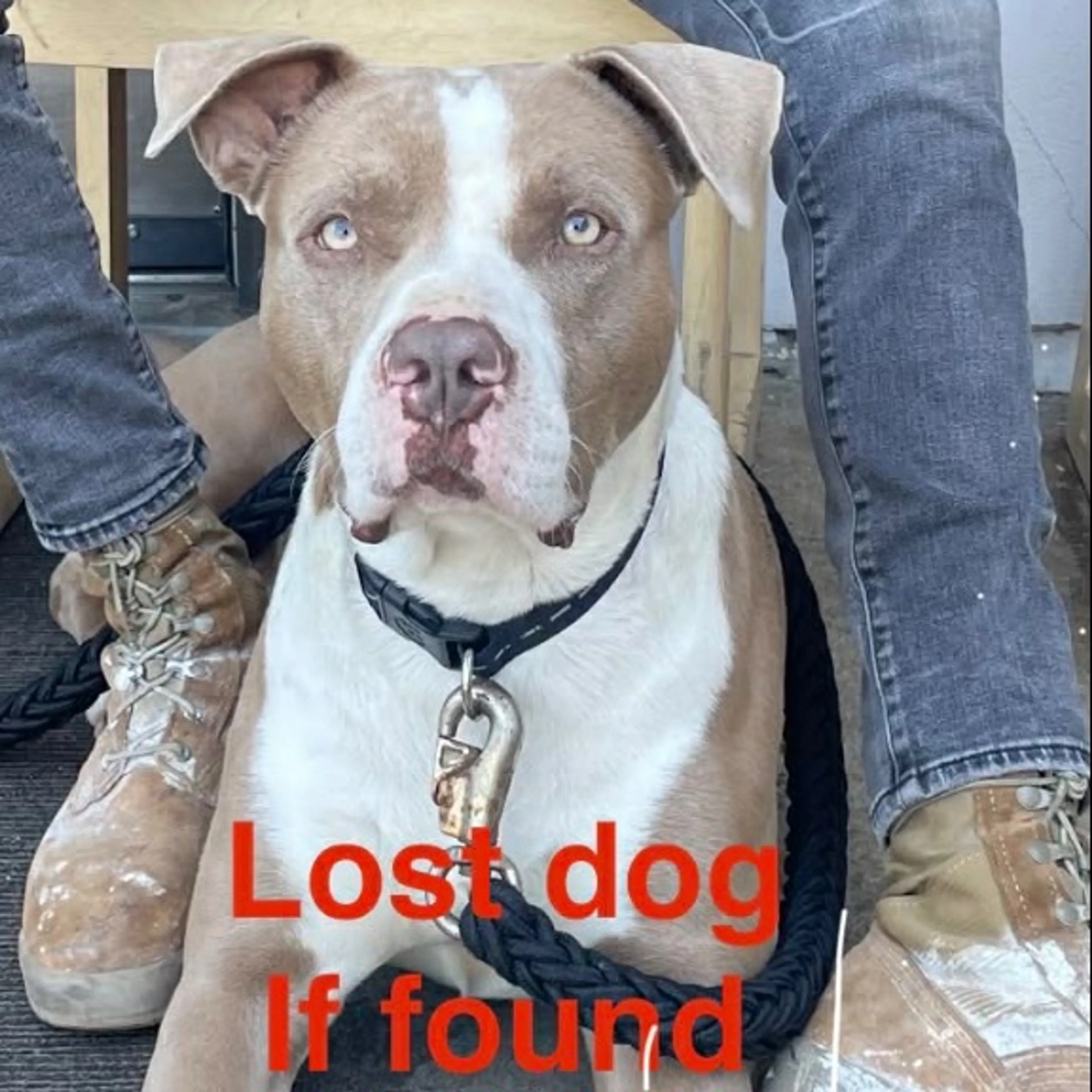 Lost pet