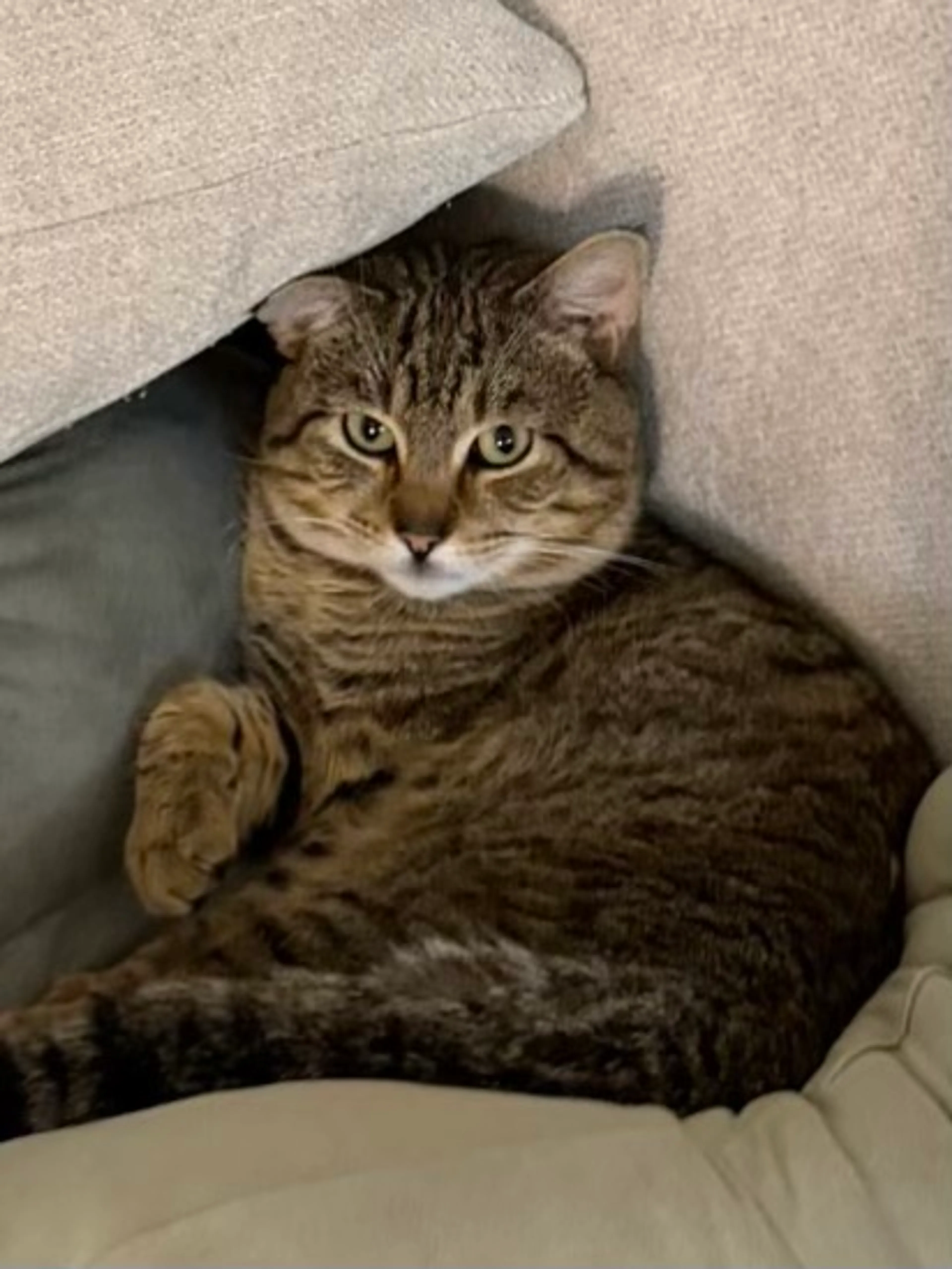 Found pet-1