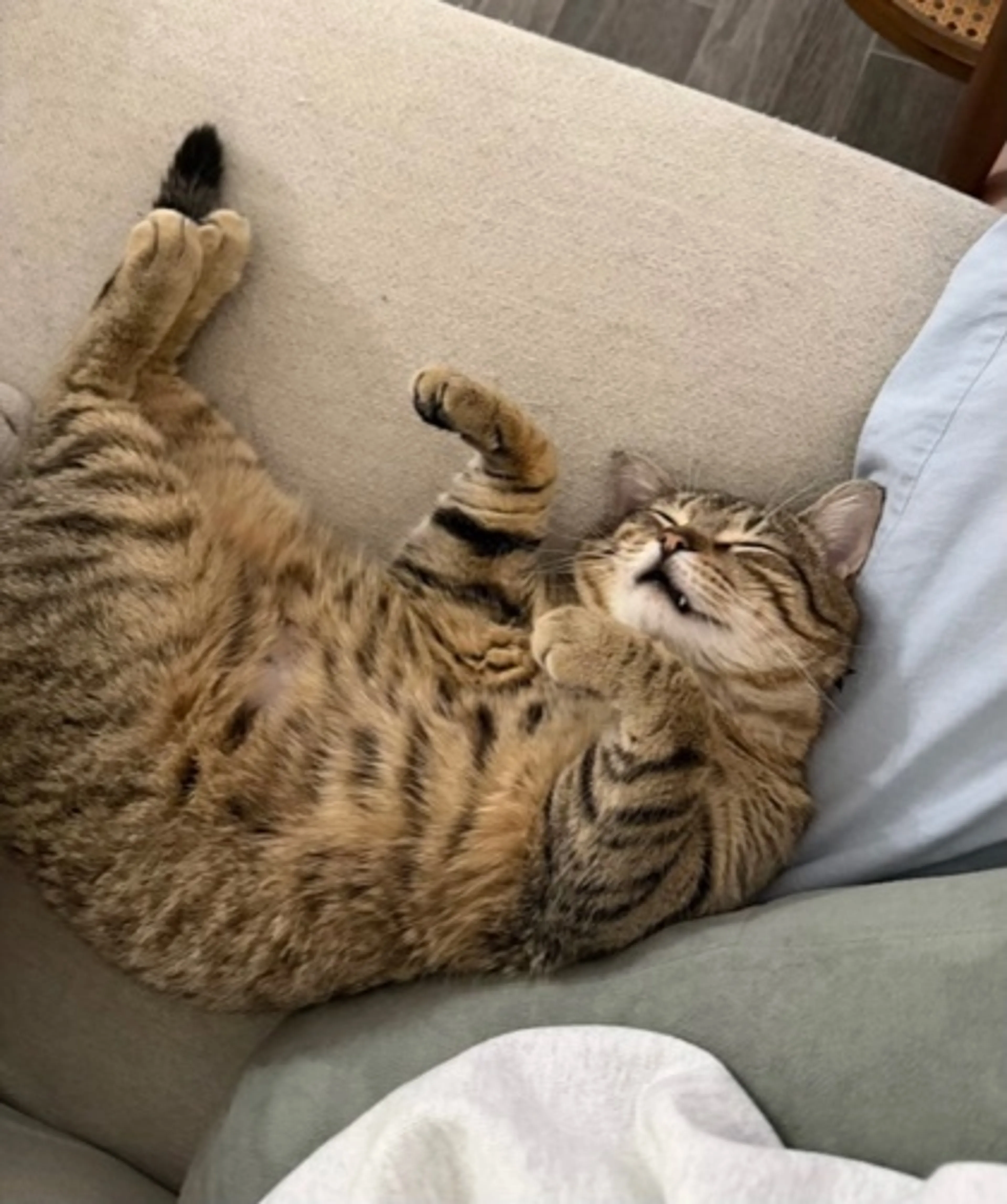Found pet-2